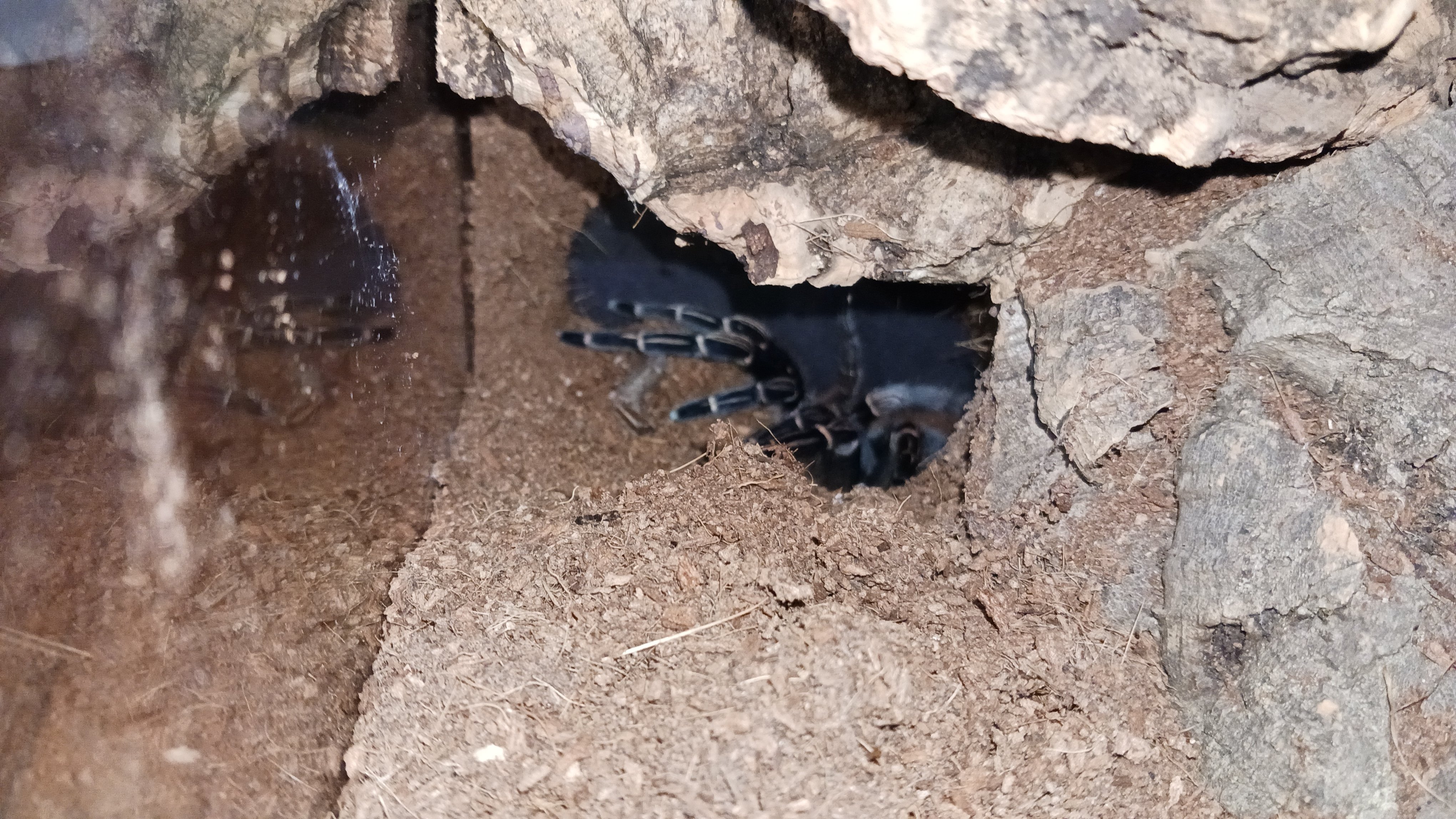 "Ammut," A. Seemanni