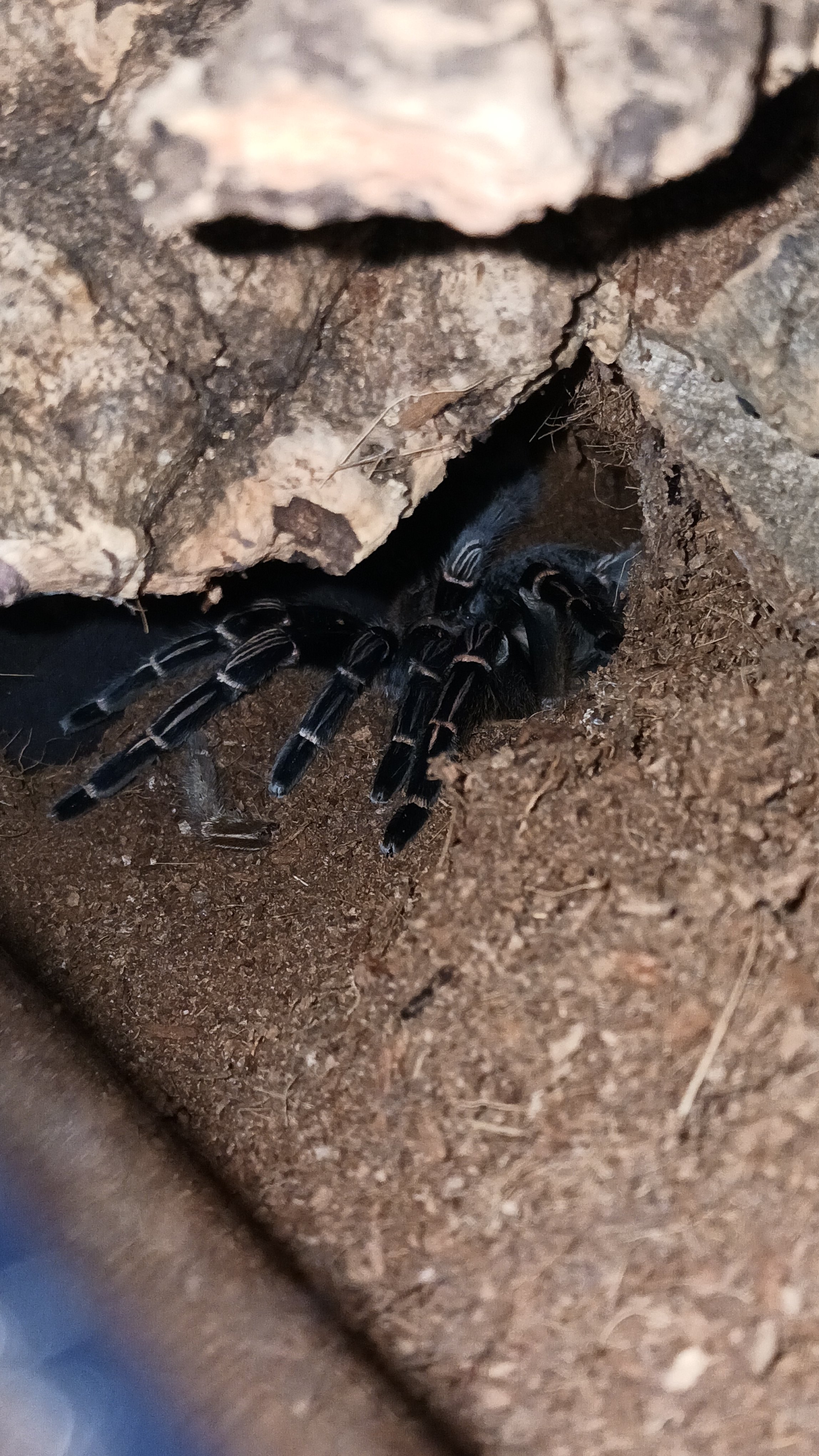 "Ammut," A. Seemanni