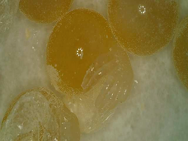 An EWL in the making