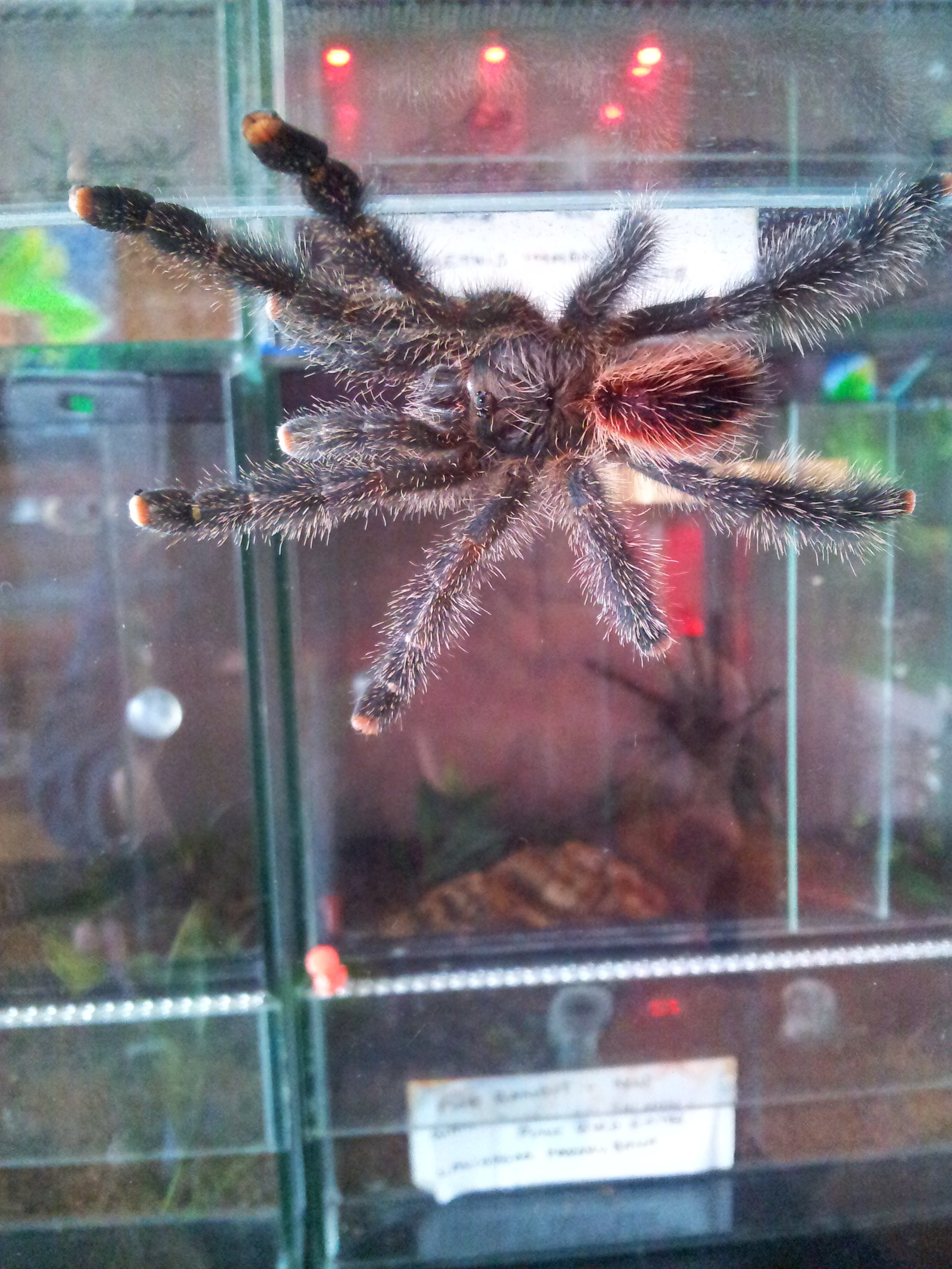 Anama.......Avicularia sp Amazonica Manaus