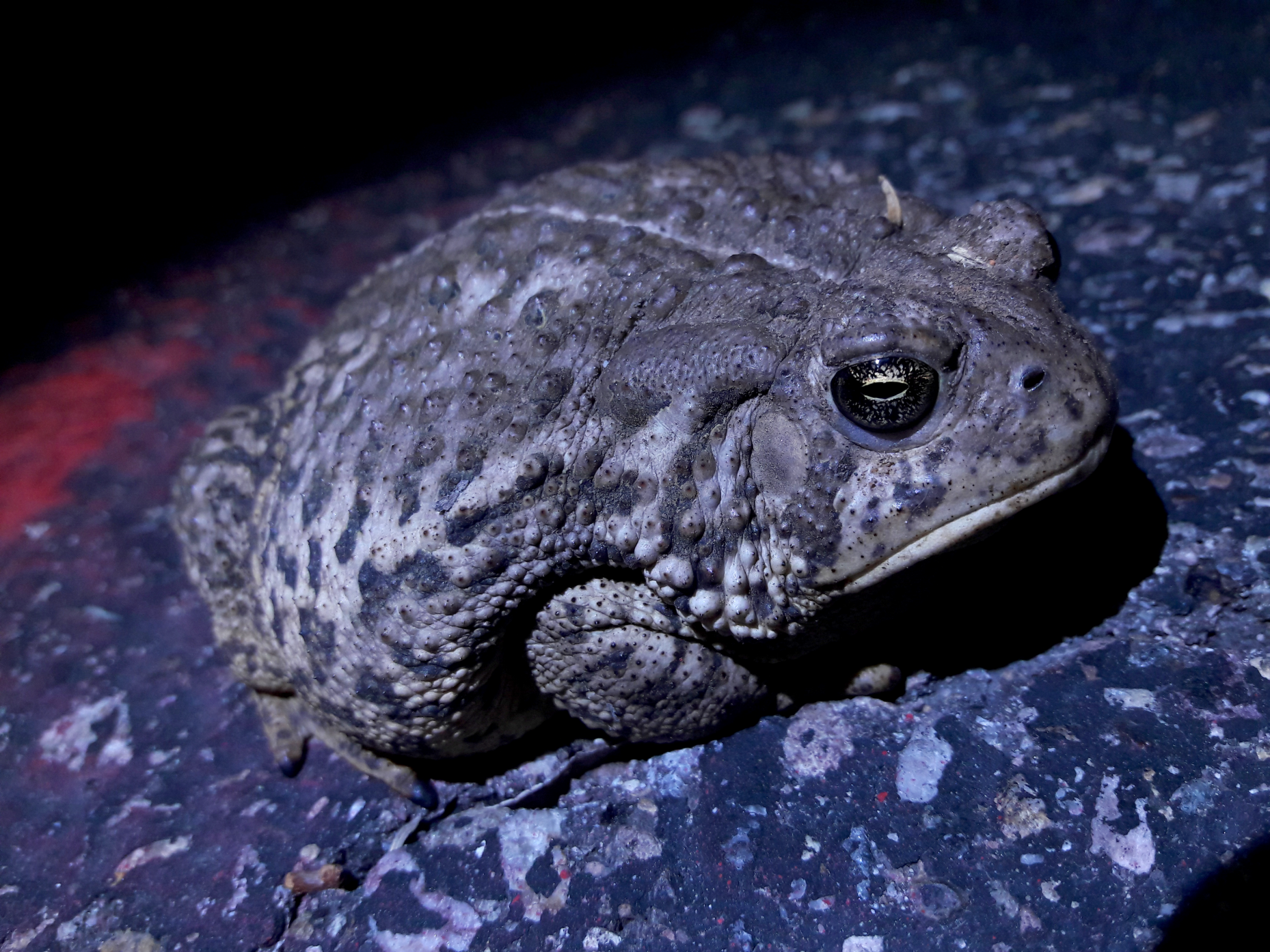 Anaxyrus woodhousii- Woodhouse's Toad
