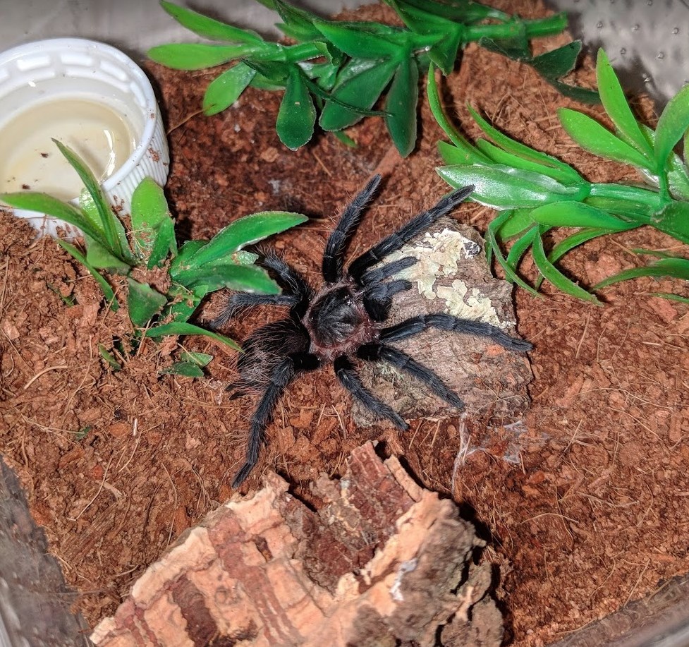 Anki - Sericopelma angustum