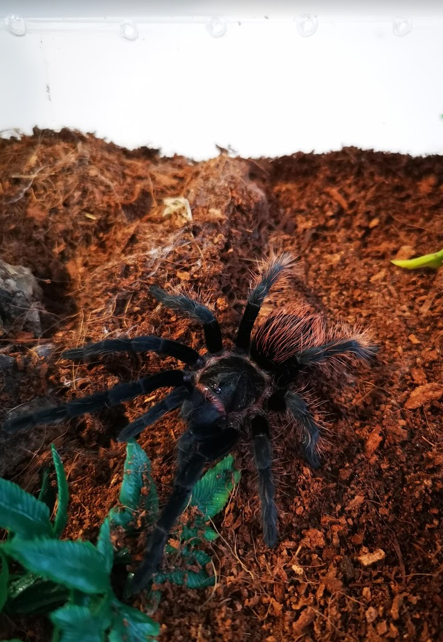 Anki - Sericopelma angustum