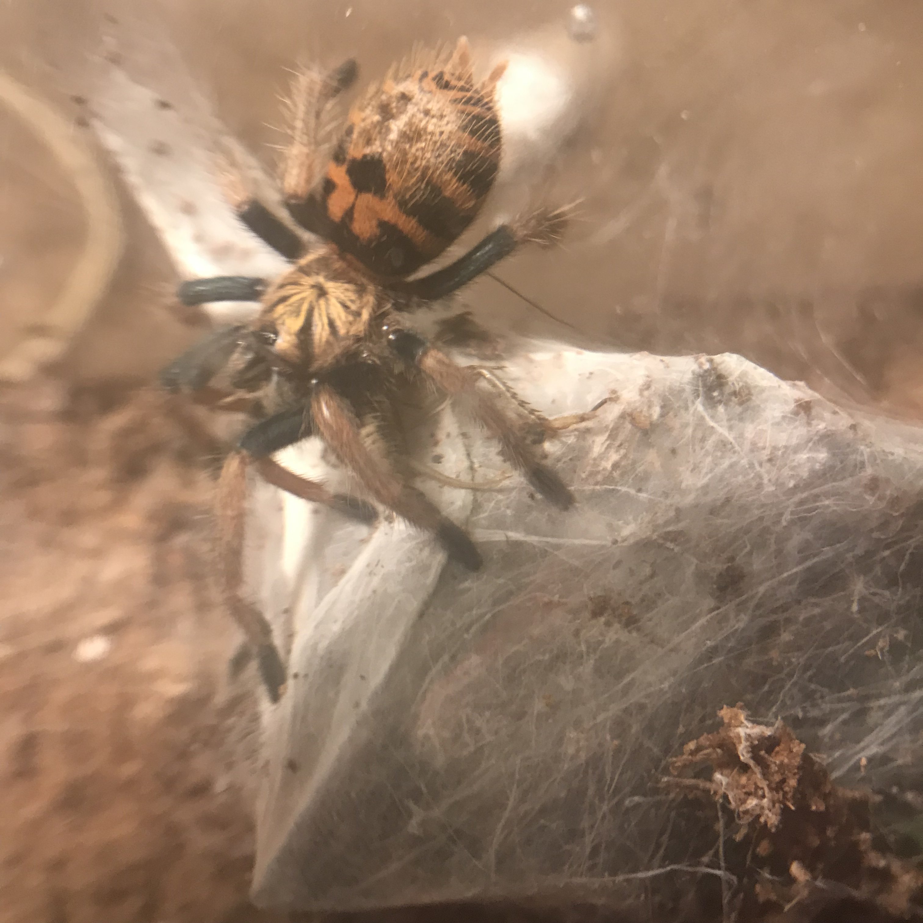 Another cricket