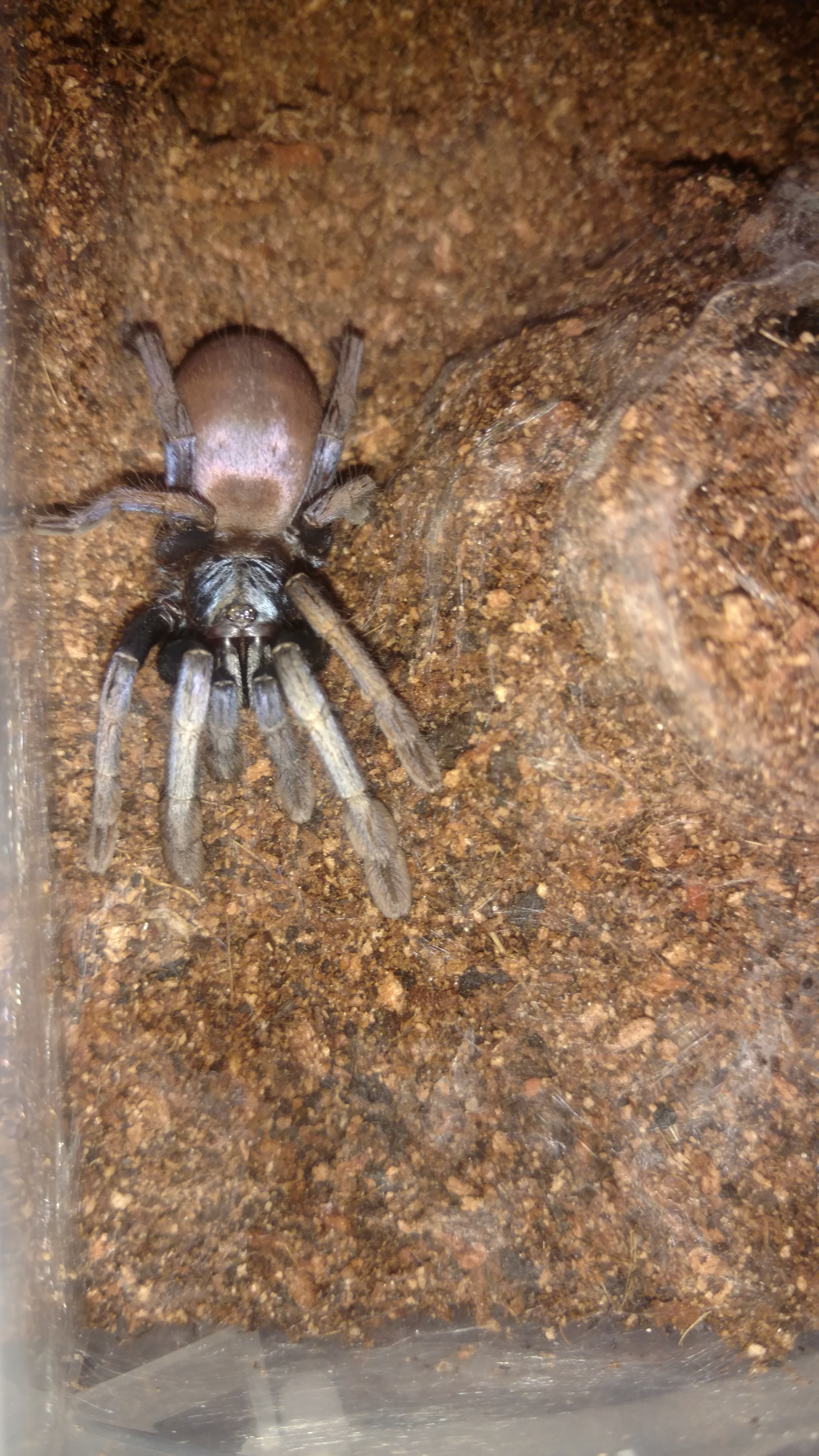 Another female T. psychedelicus