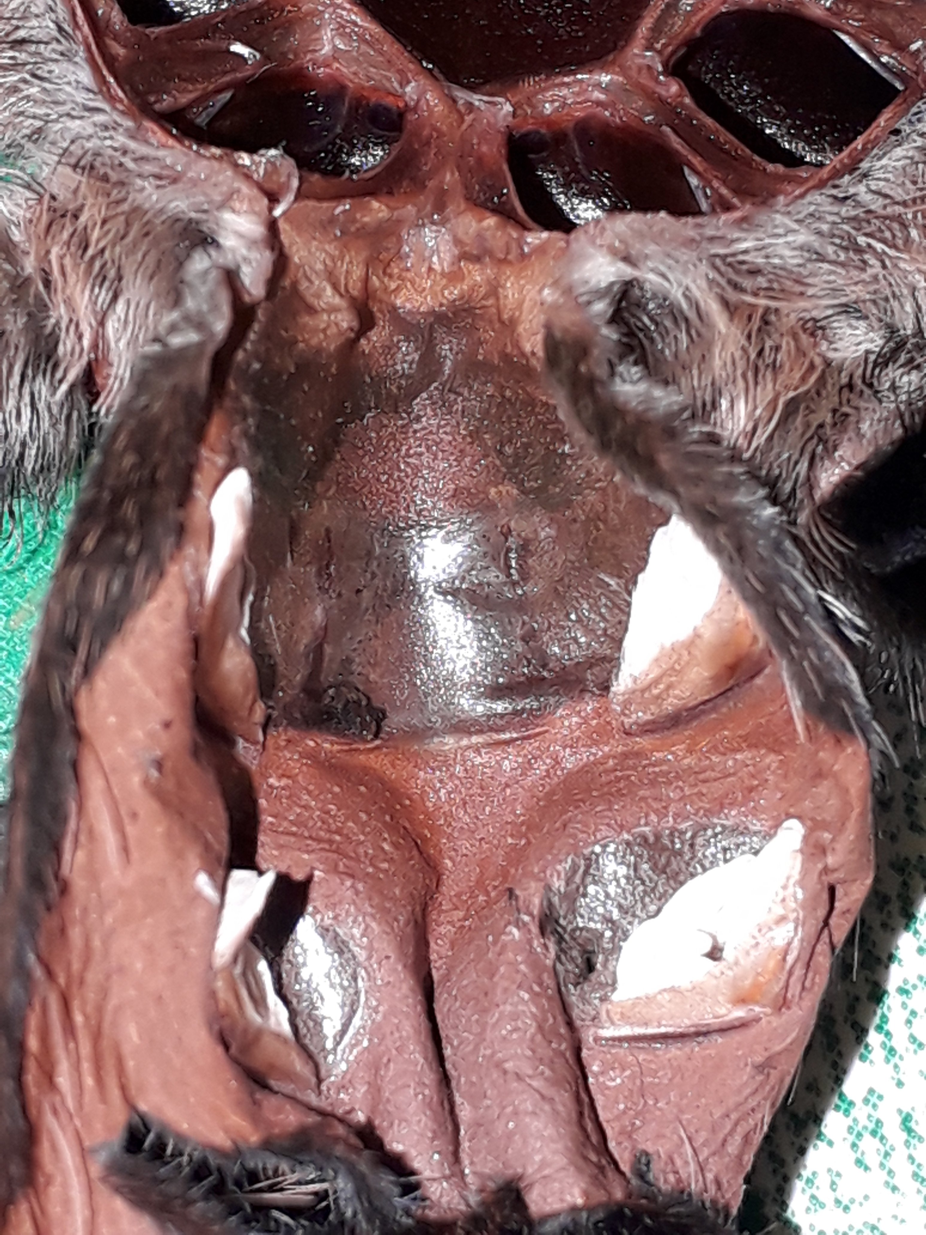 Any ideas on the sex?