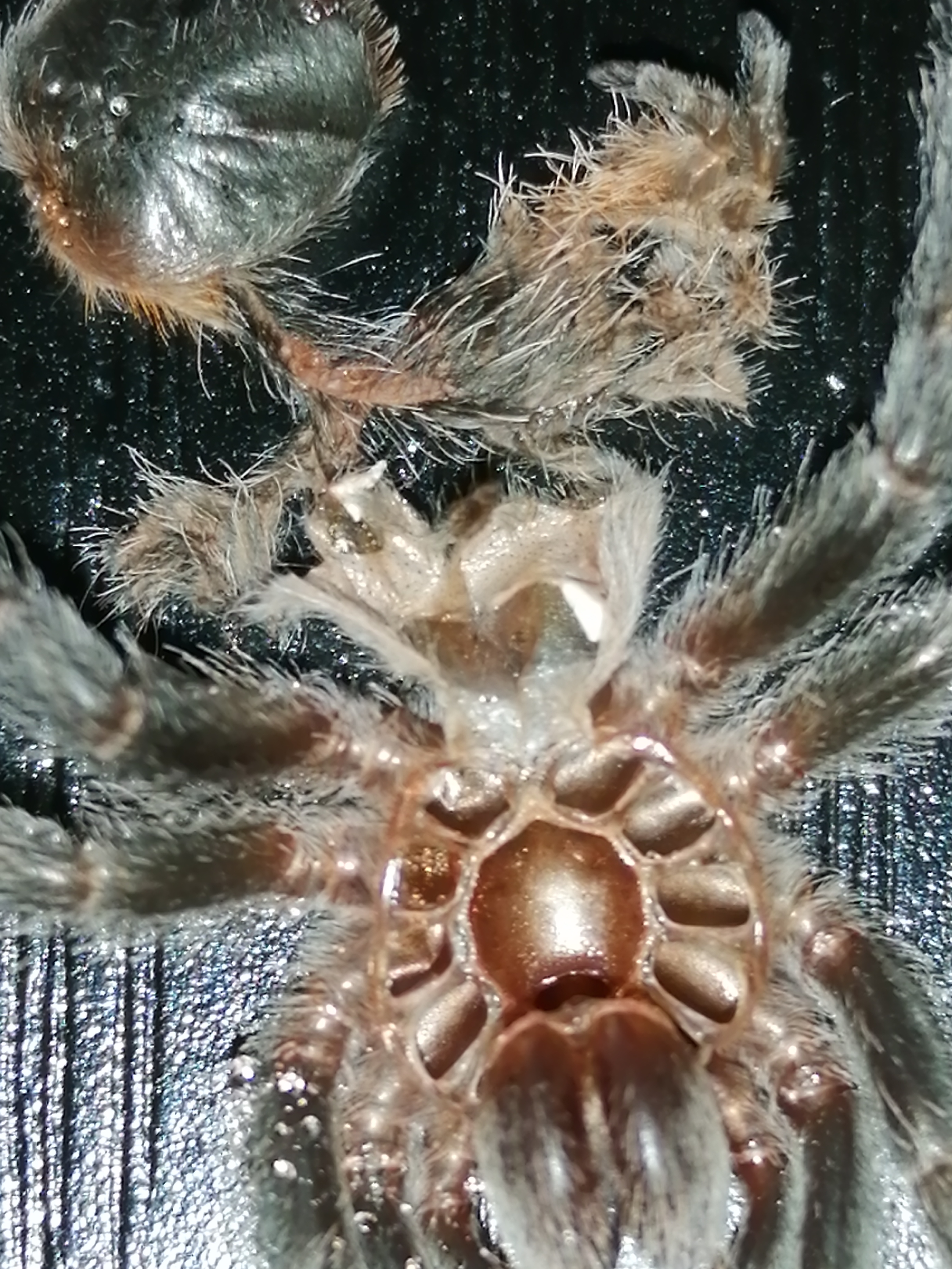 Anyone like to sex this moult?