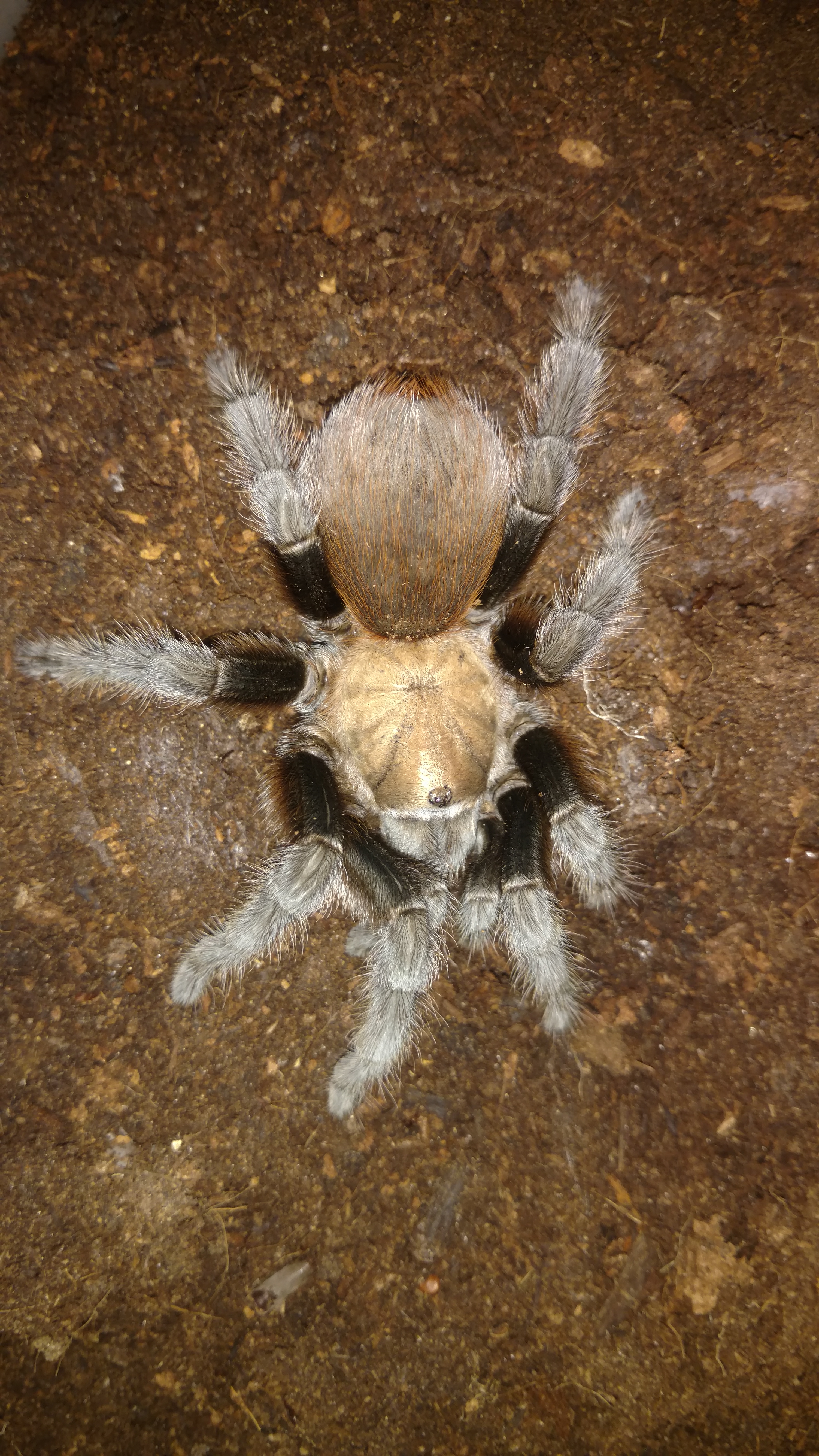 Aphonopelma anax male