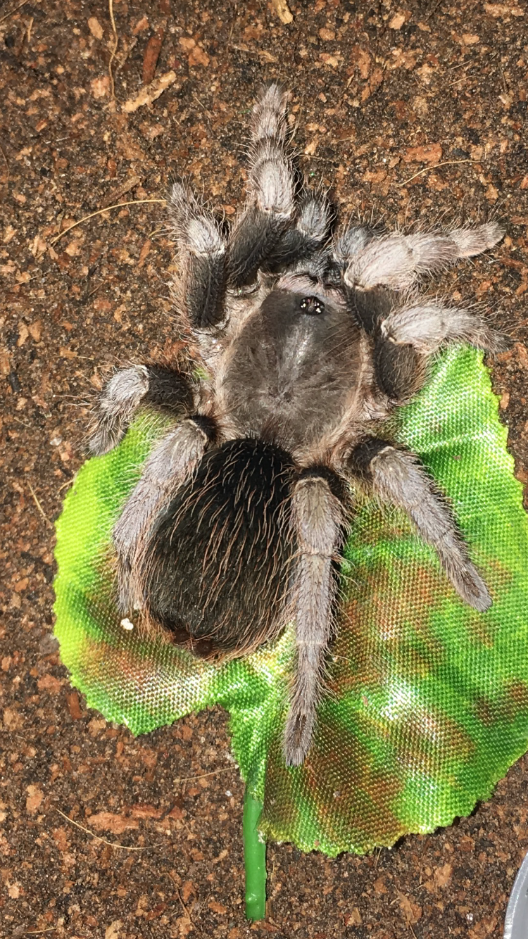 Aphonopelma Belindae female