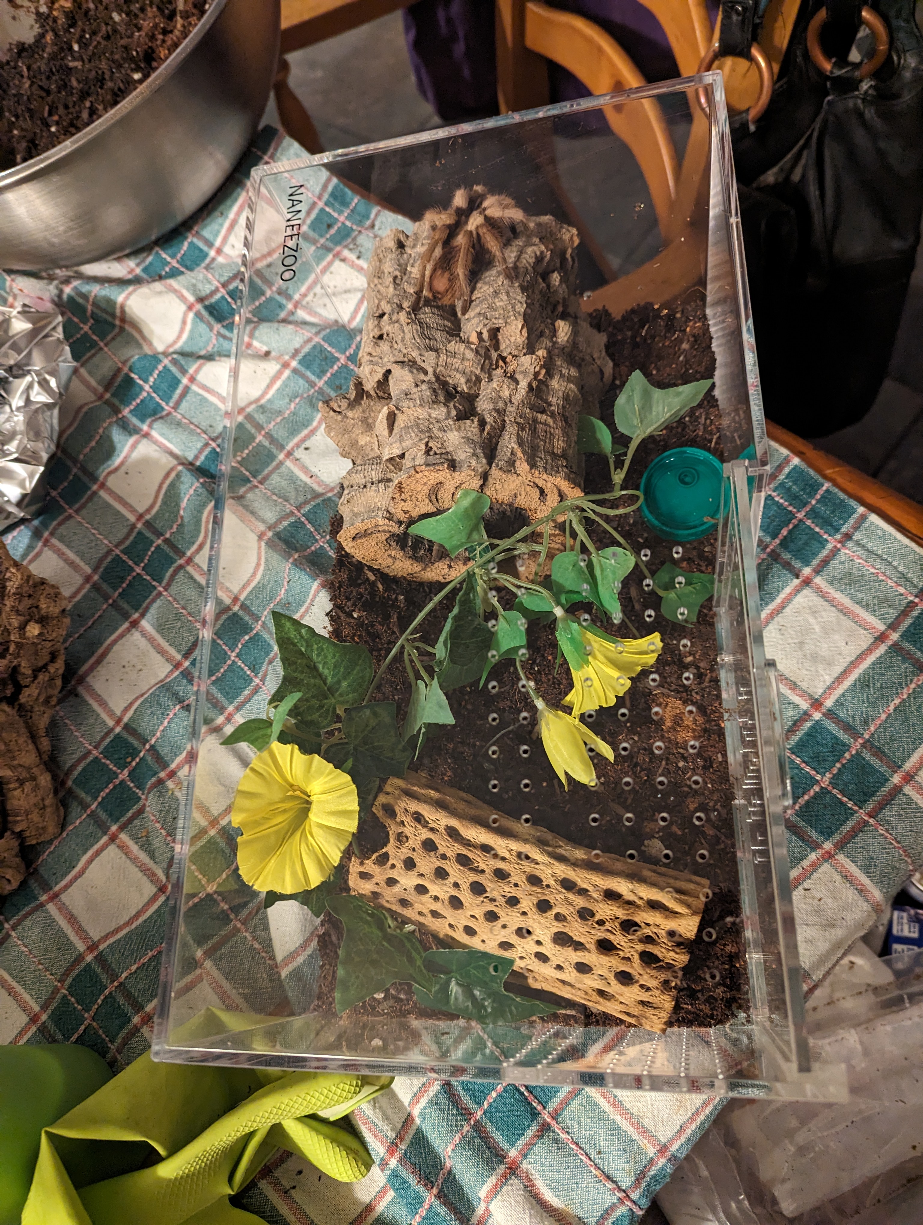 Aphonopelma calcodes female