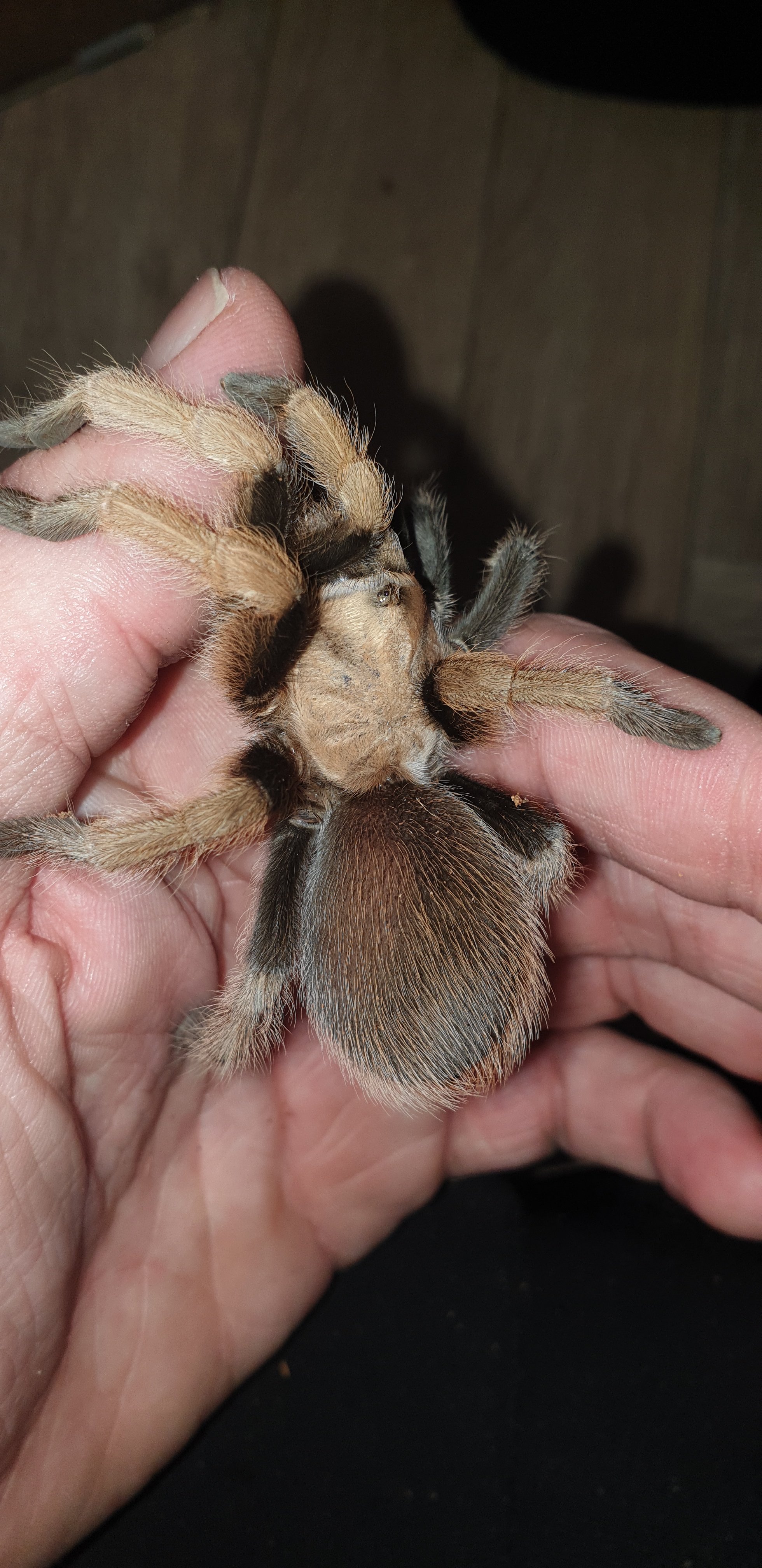 Aphonopelma Chalcodes 12cm (4.7in)