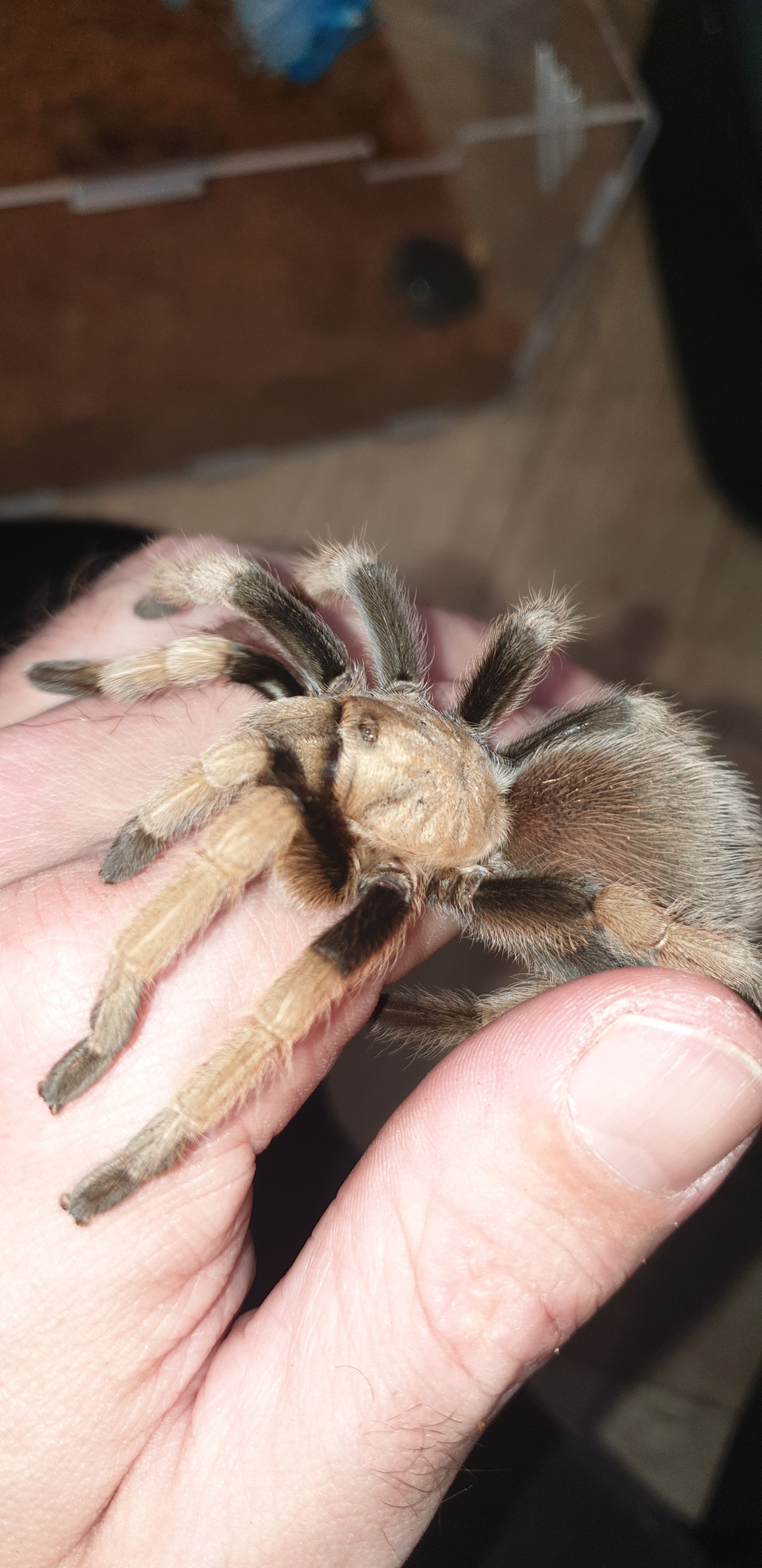 Aphonopelma Chalcodes 12cm (4.7in)