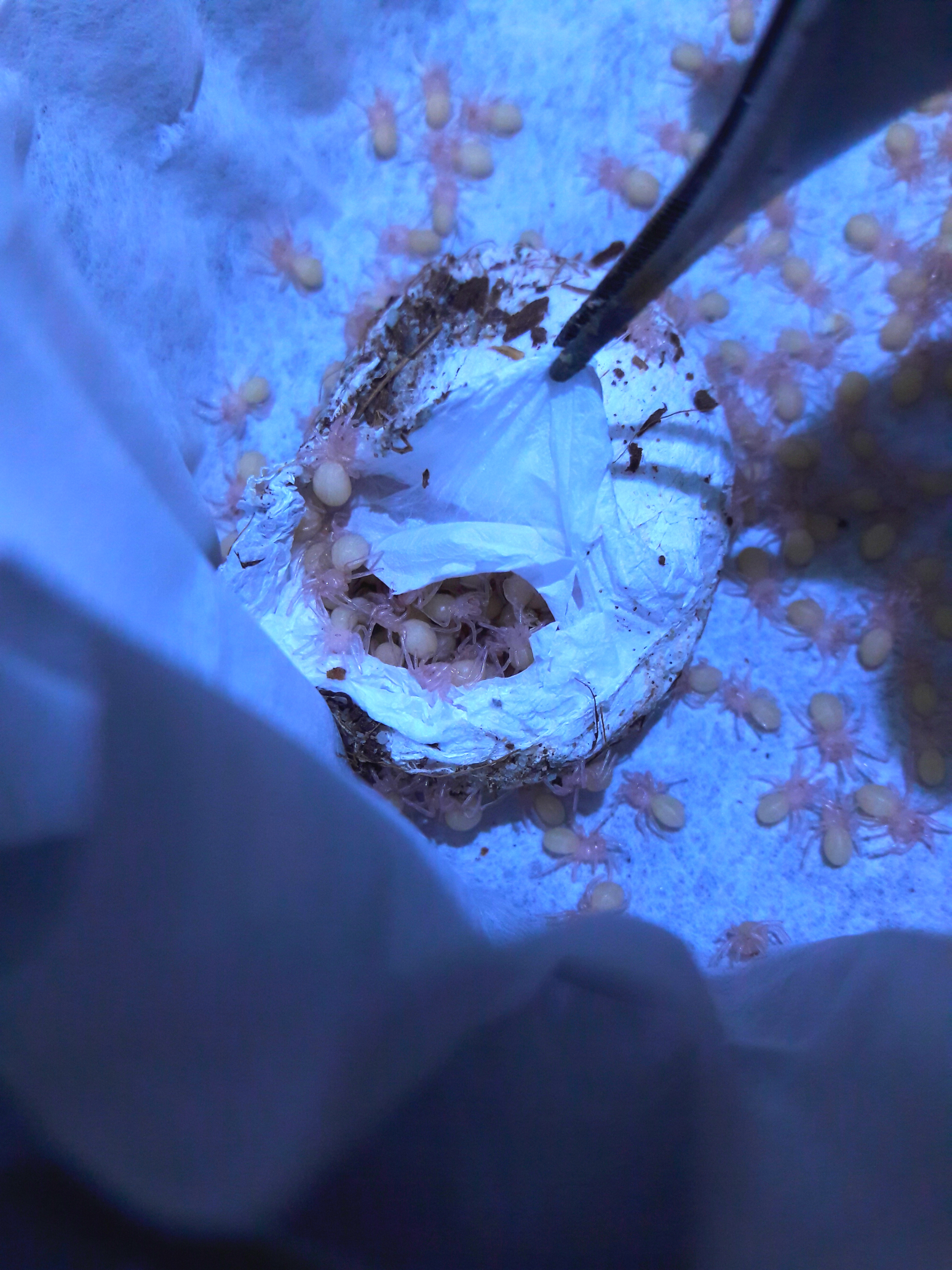 aphonopelma chalcodes i1 slings