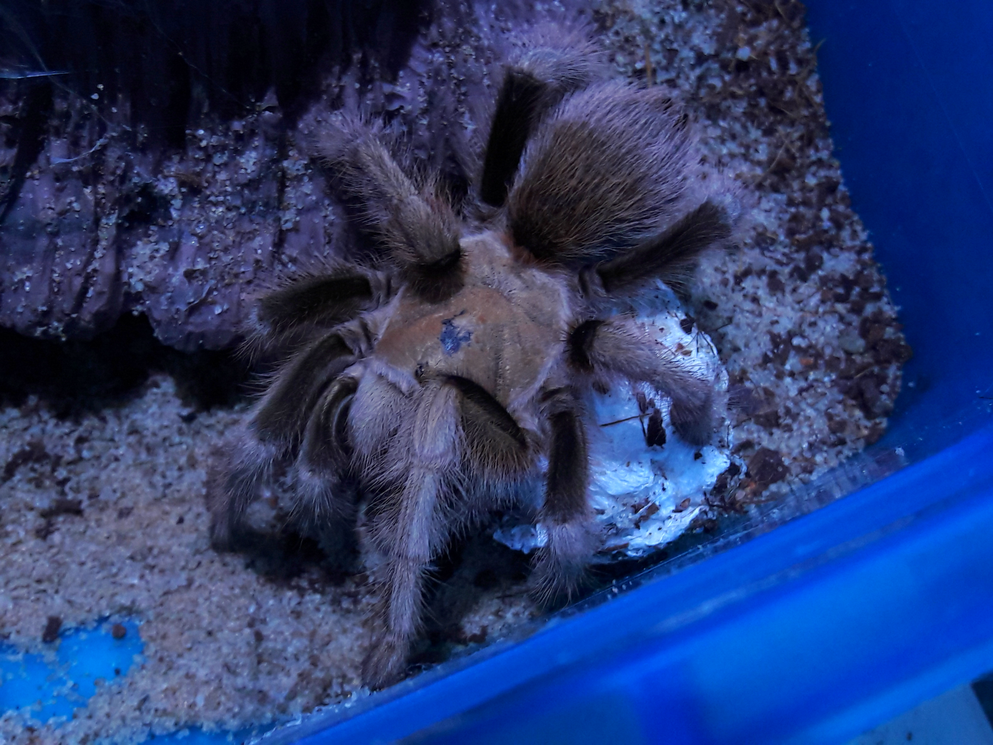 Aphonopelma chalcodes with eggsac