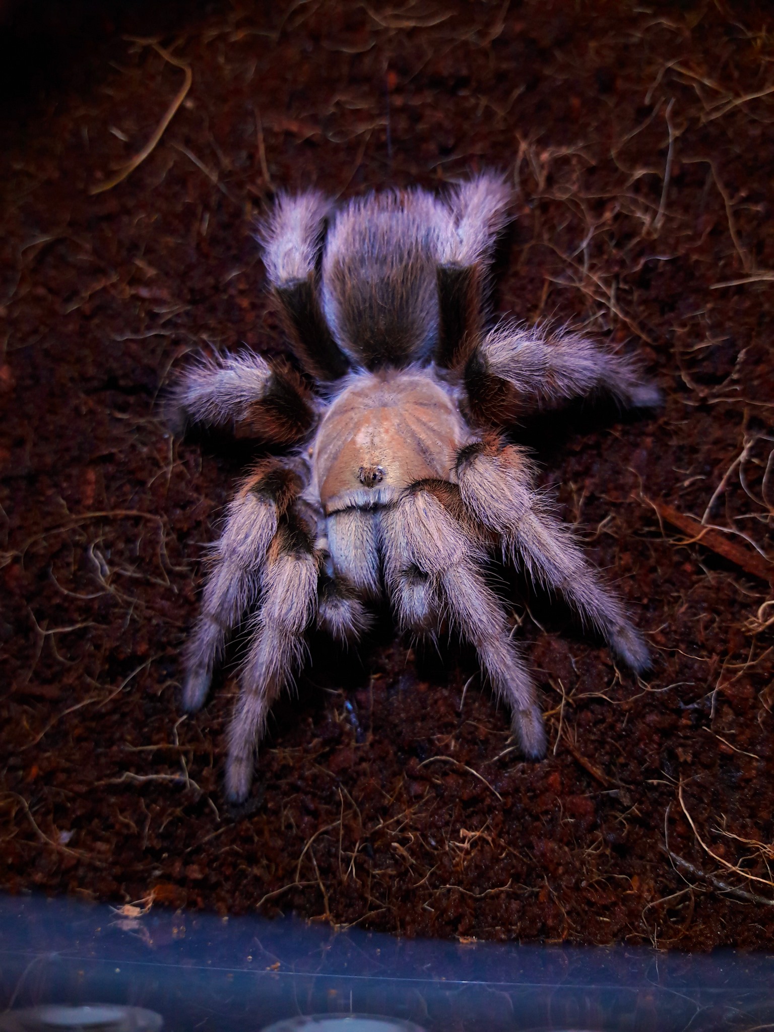 Aphonopelma chalcodes