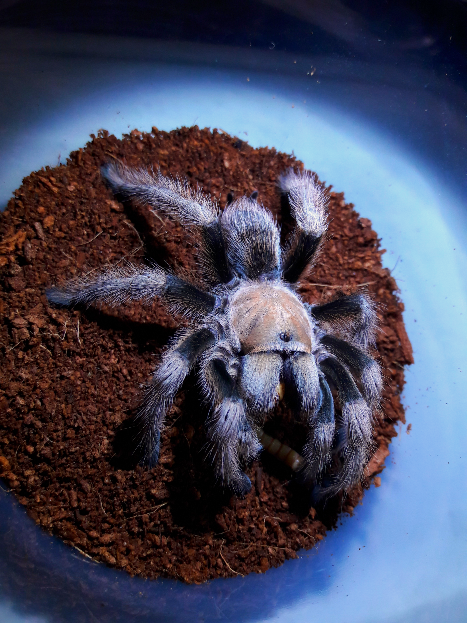 aphonopelma chalcodes