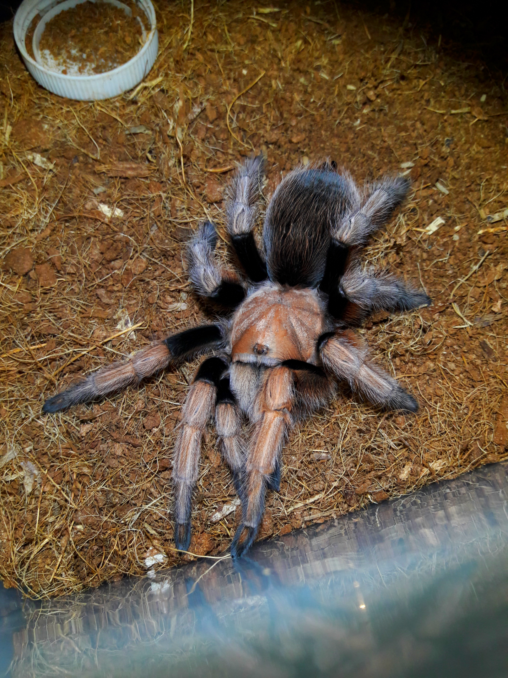 aphonopelma chalcodes