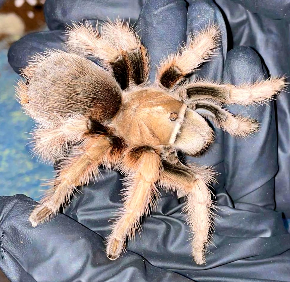 Aphonopelma chalcodes