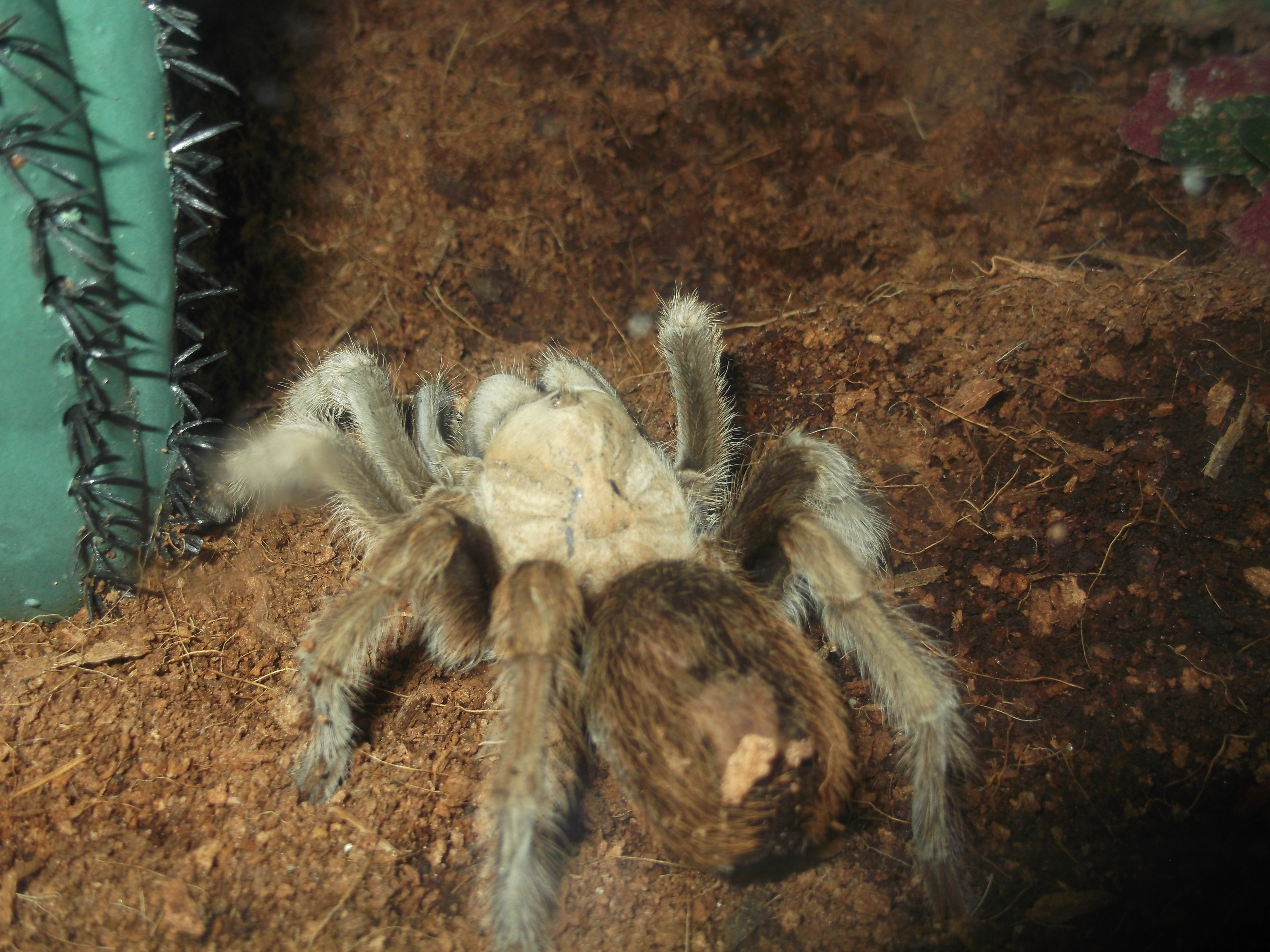 Aphonopelma chalcodes