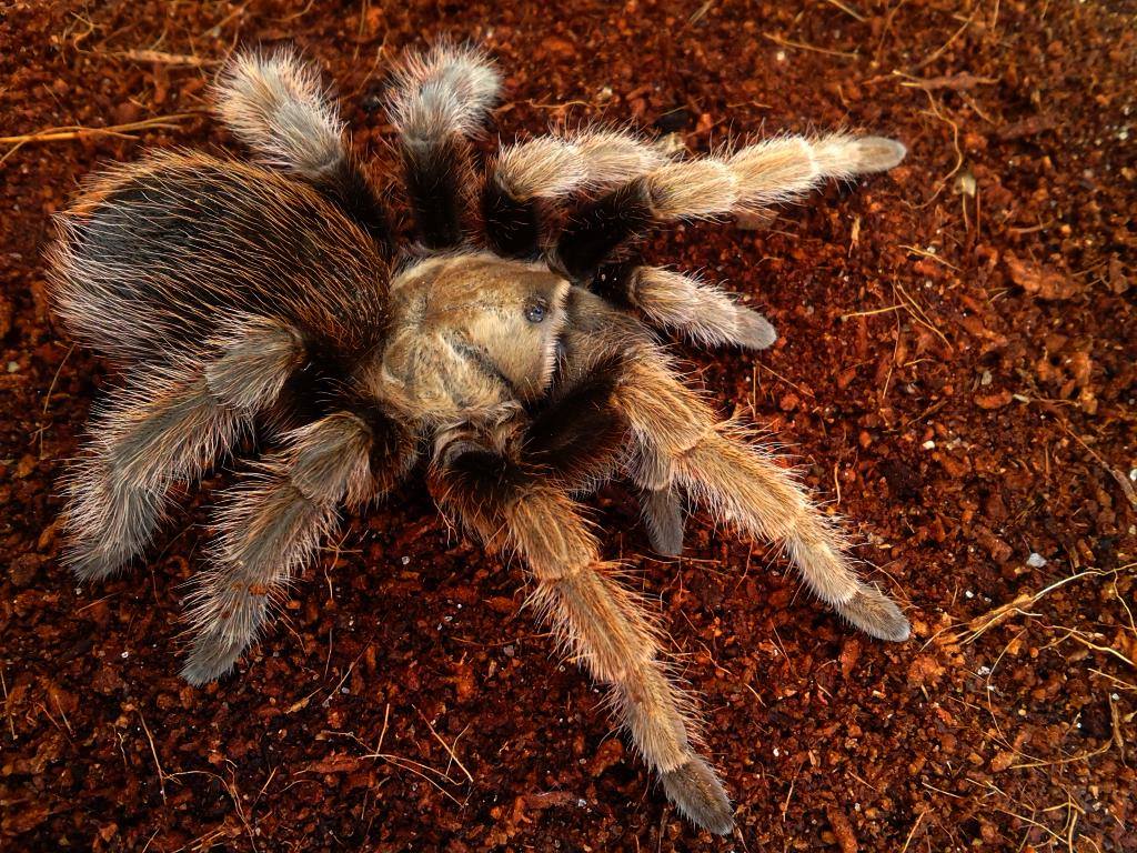 Aphonopelma eutylenum