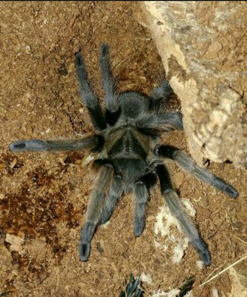 Aphonopelma Hentzi | Tarantula Forum