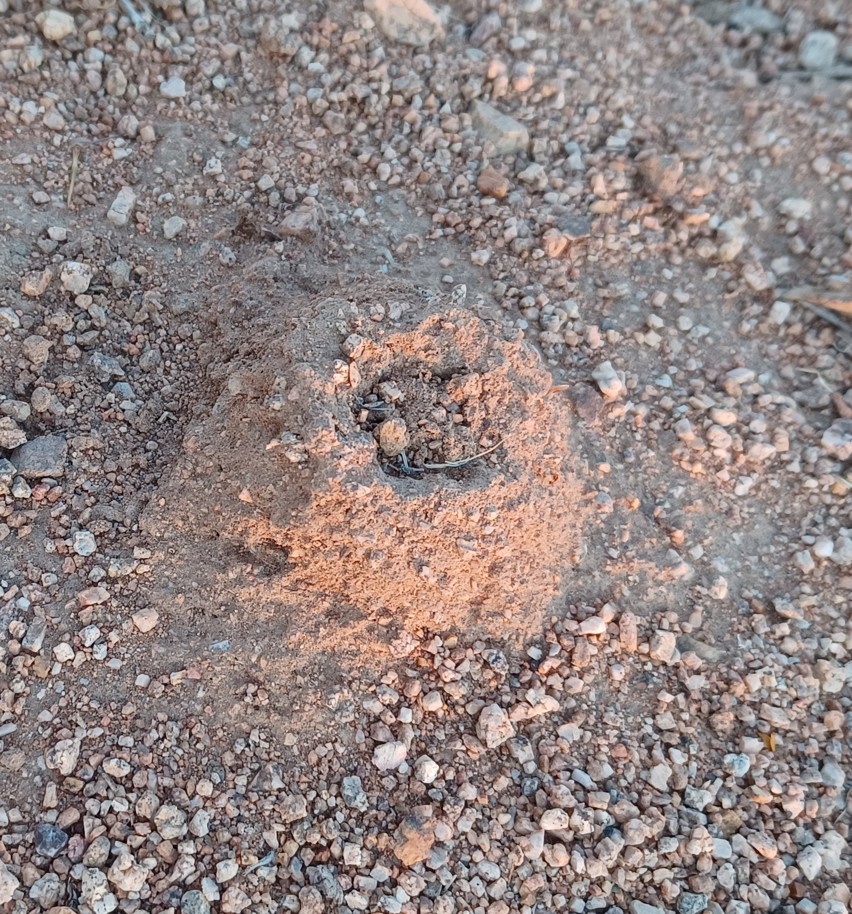 Aphonopelma icenoglei turret