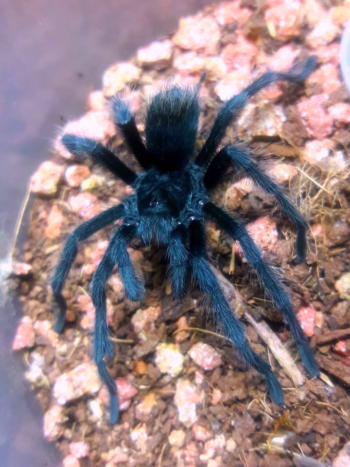 Aphonopelma icenoglei