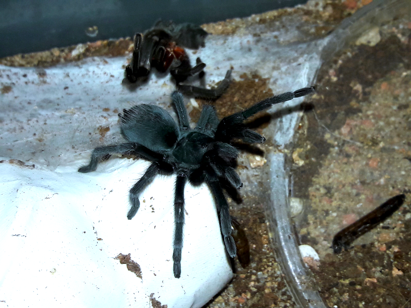 Aphonopelma icenoglei