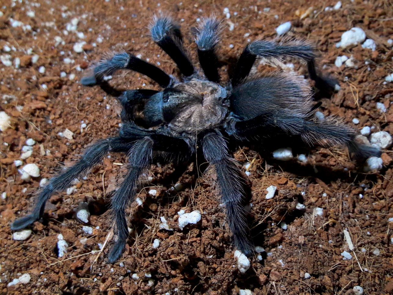 Aphonopelma iodius 'Black mask'