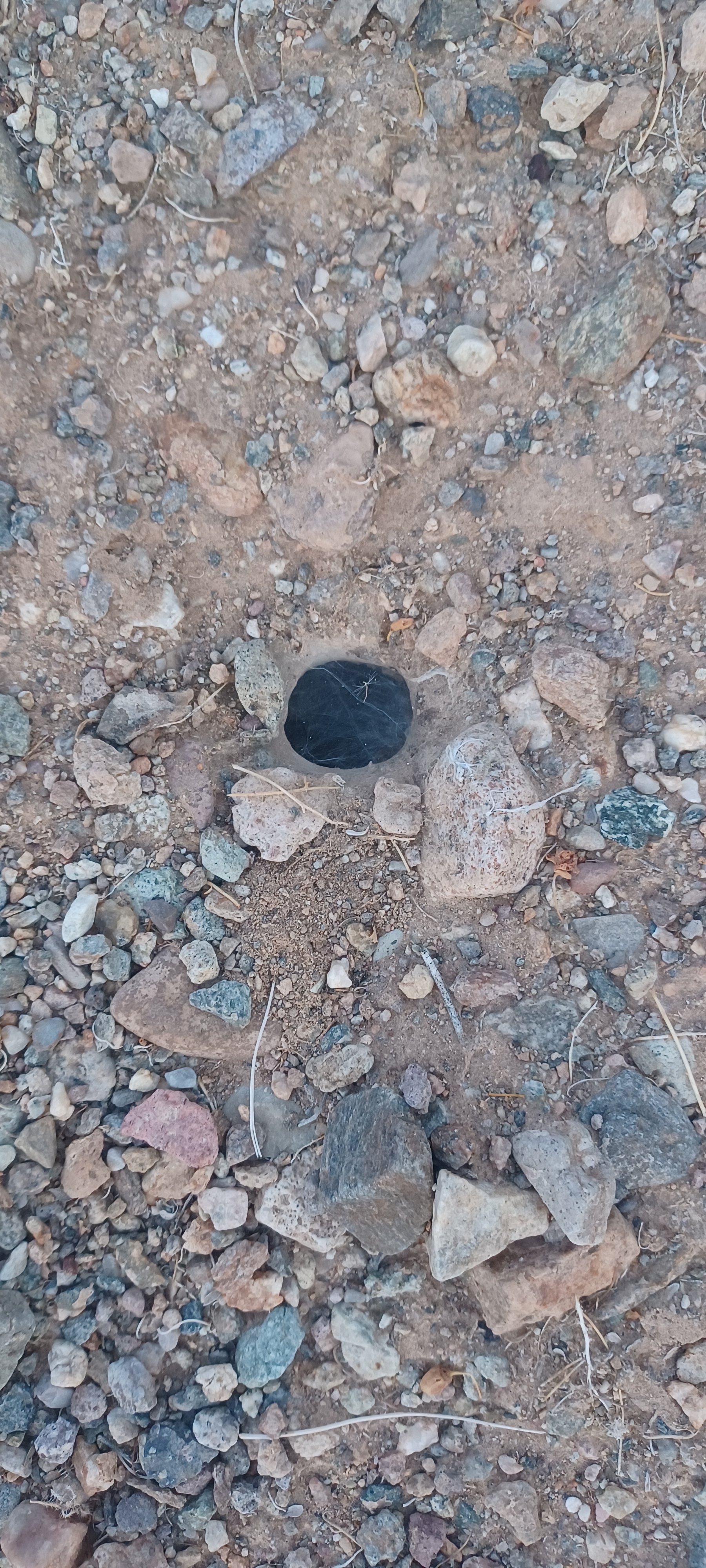 Aphonopelma iodius burrow