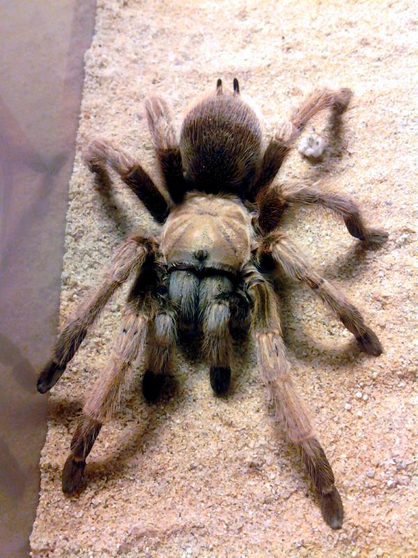 Aphonopelma 'iodius' (colorado desert population)