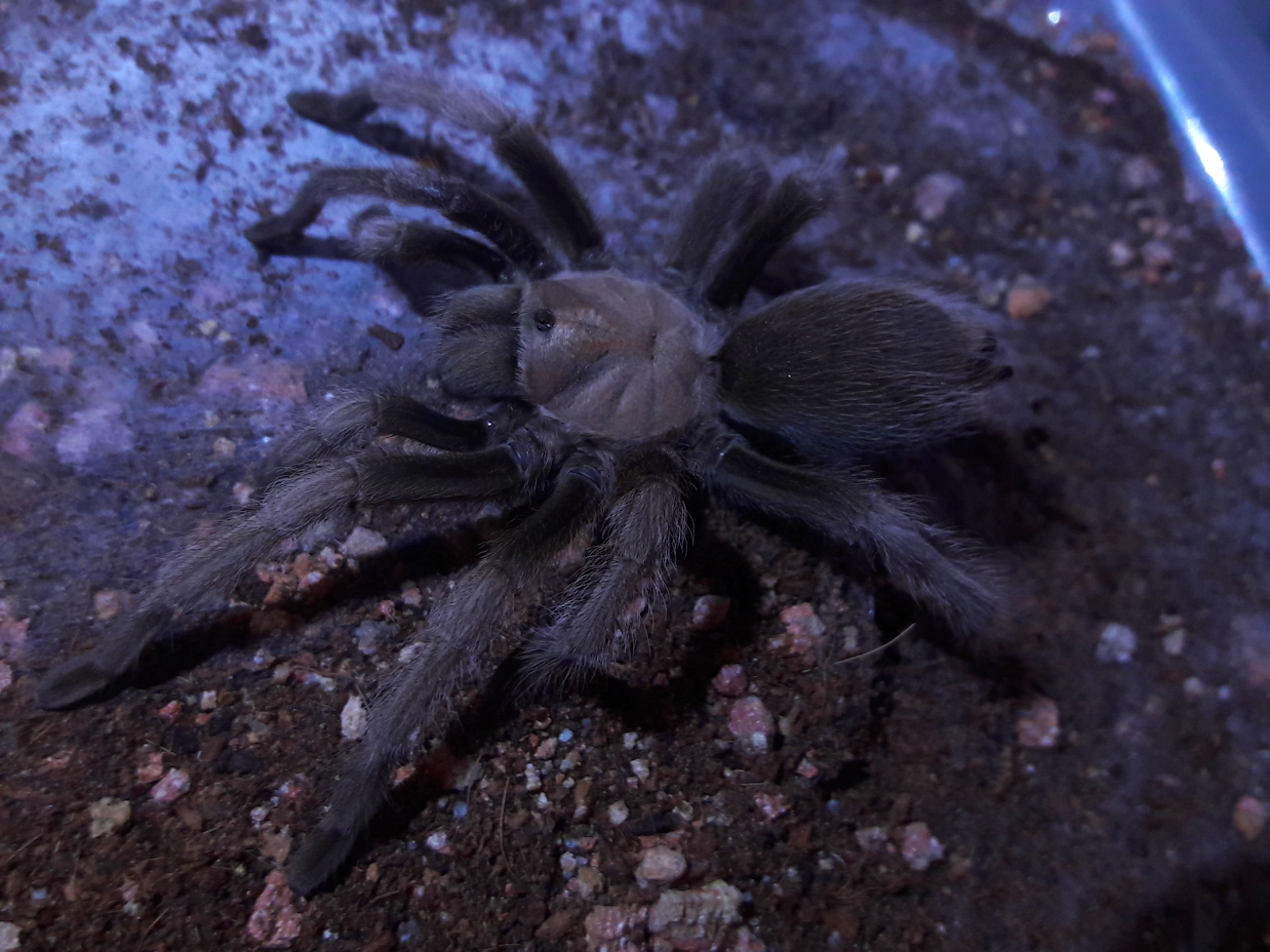 Aphonopelma iodius