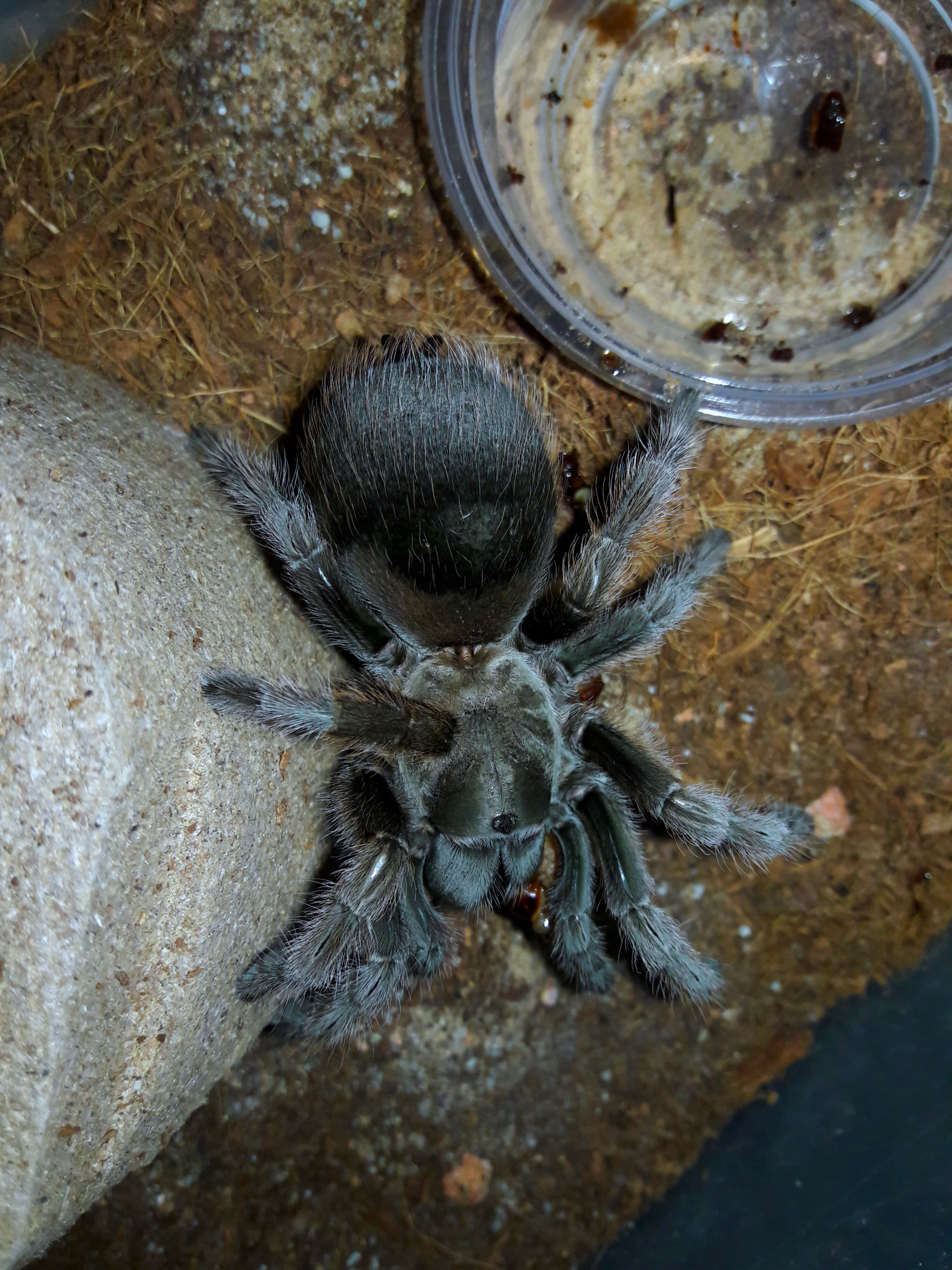 aphonopelma johnnycashi