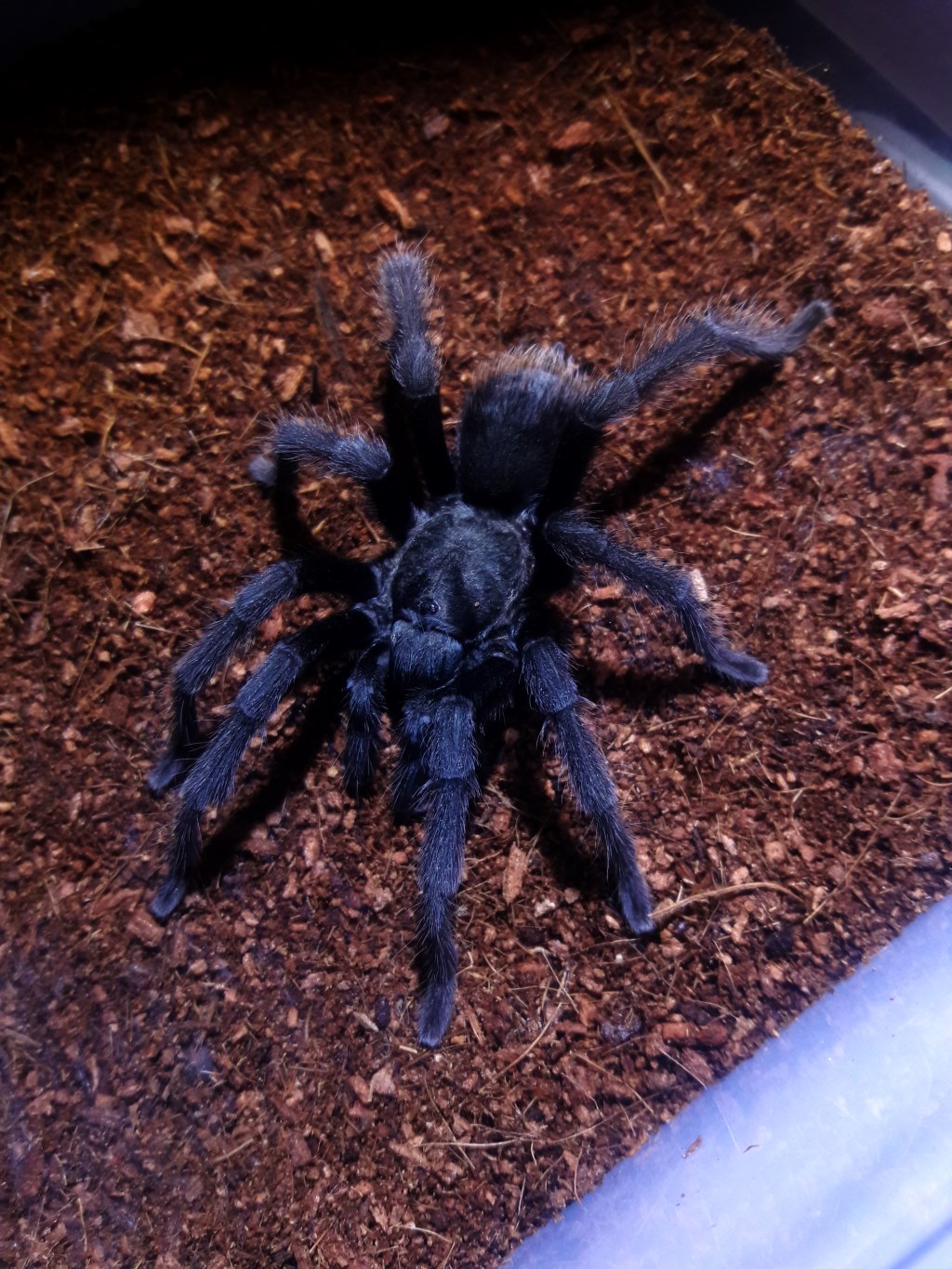 Aphonopelma johnnycashi