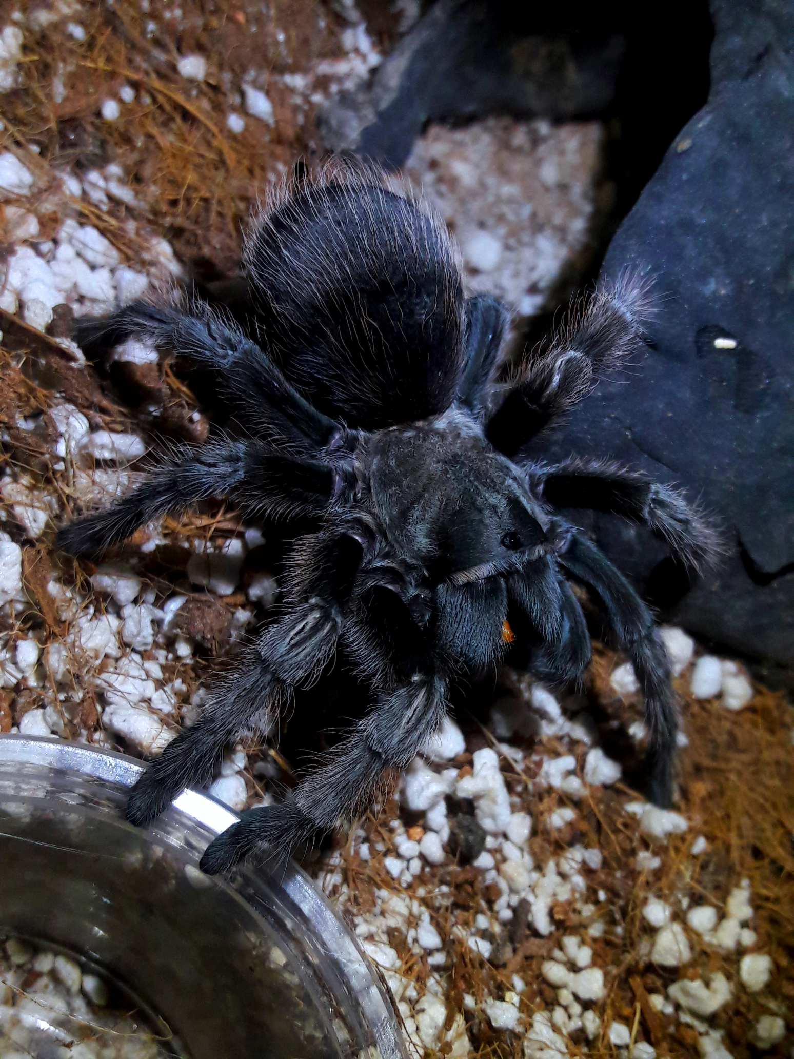 Aphonopelma johnnycashi
