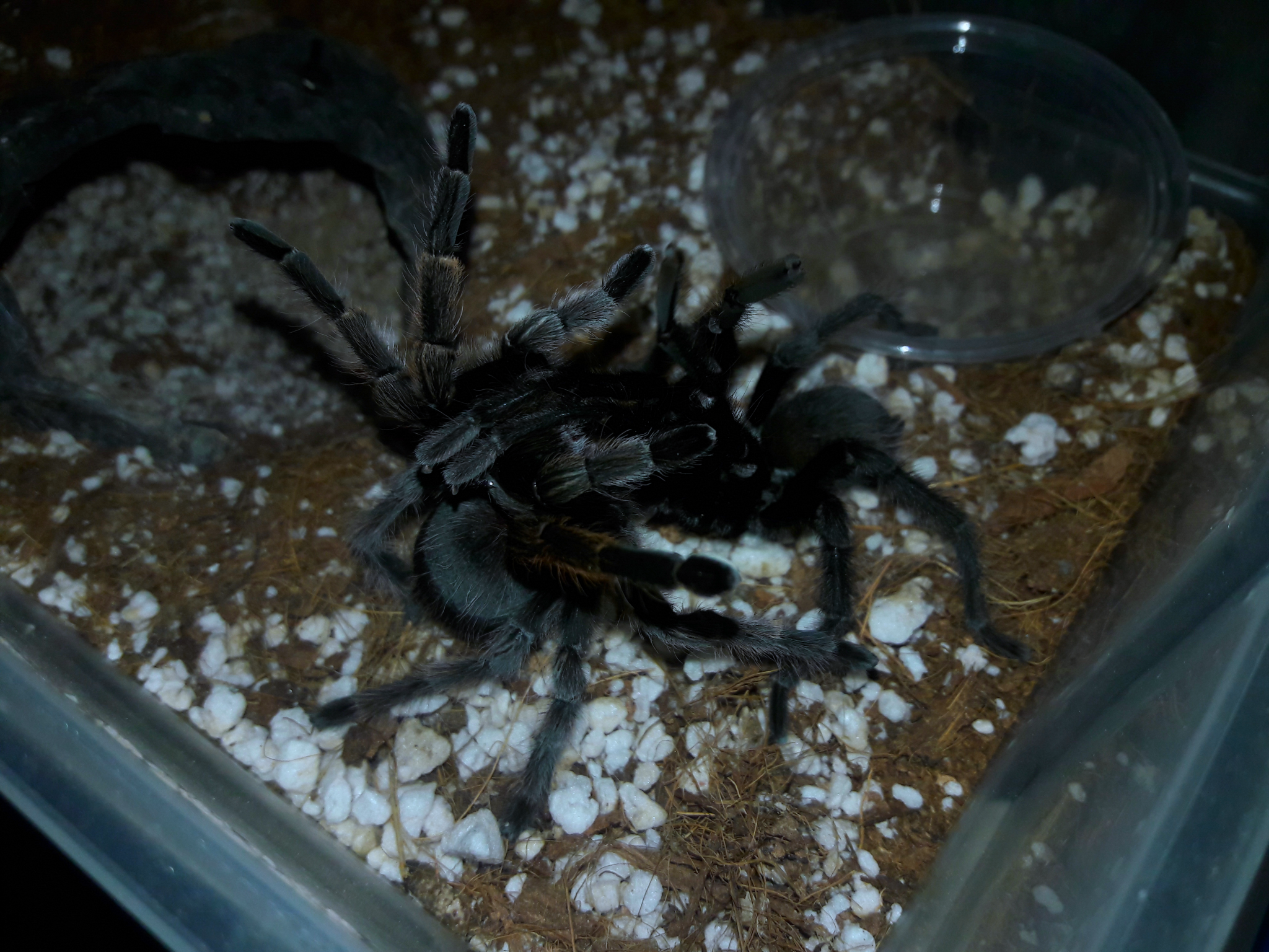 Aphonopelma johnnycashi