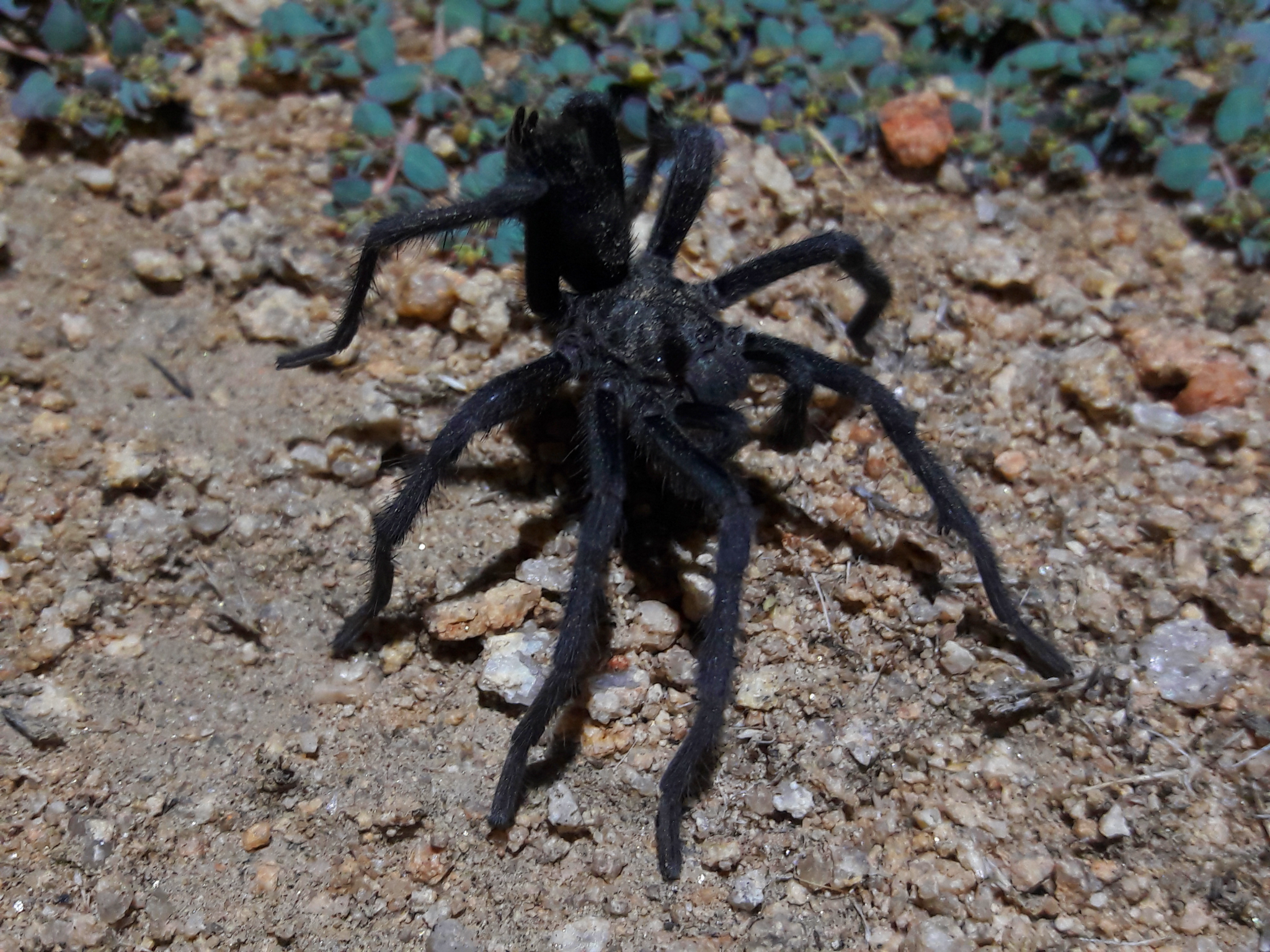 Aphonopelma joshua