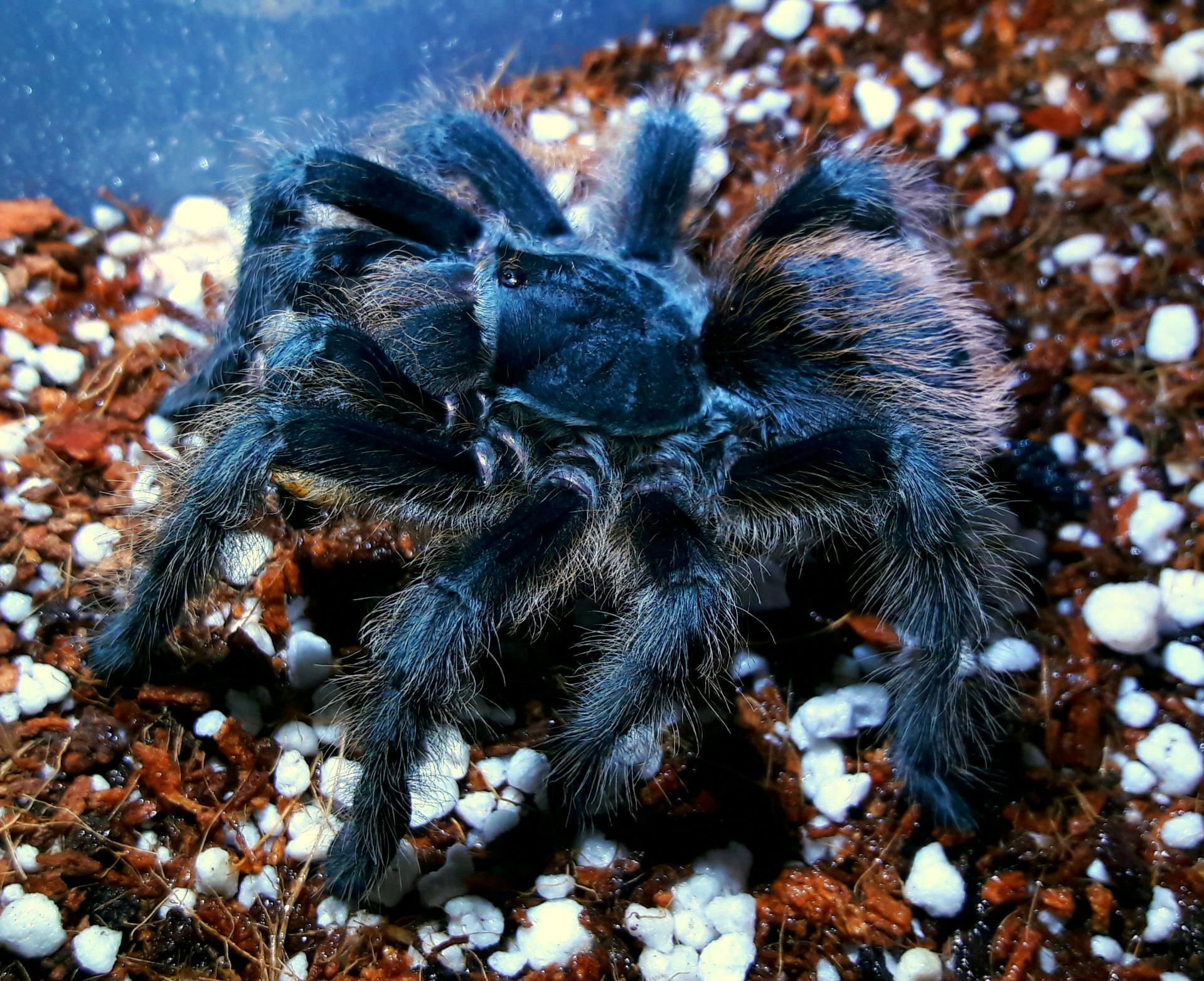 Aphonopelma marxi