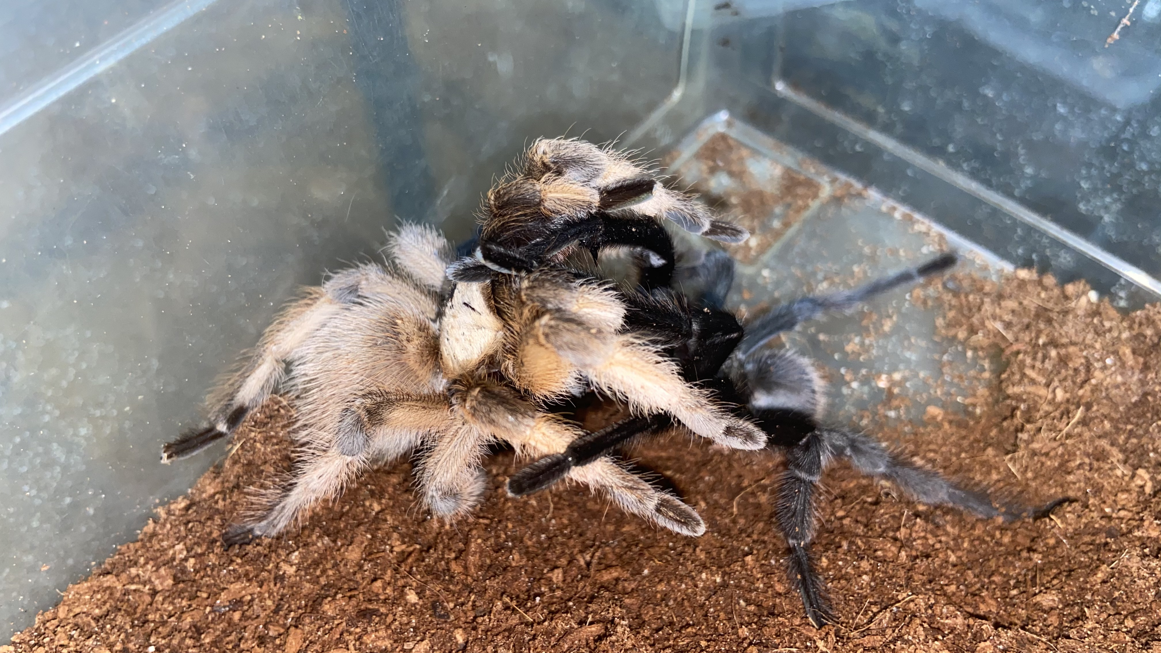 Aphonopelma moderatum pair