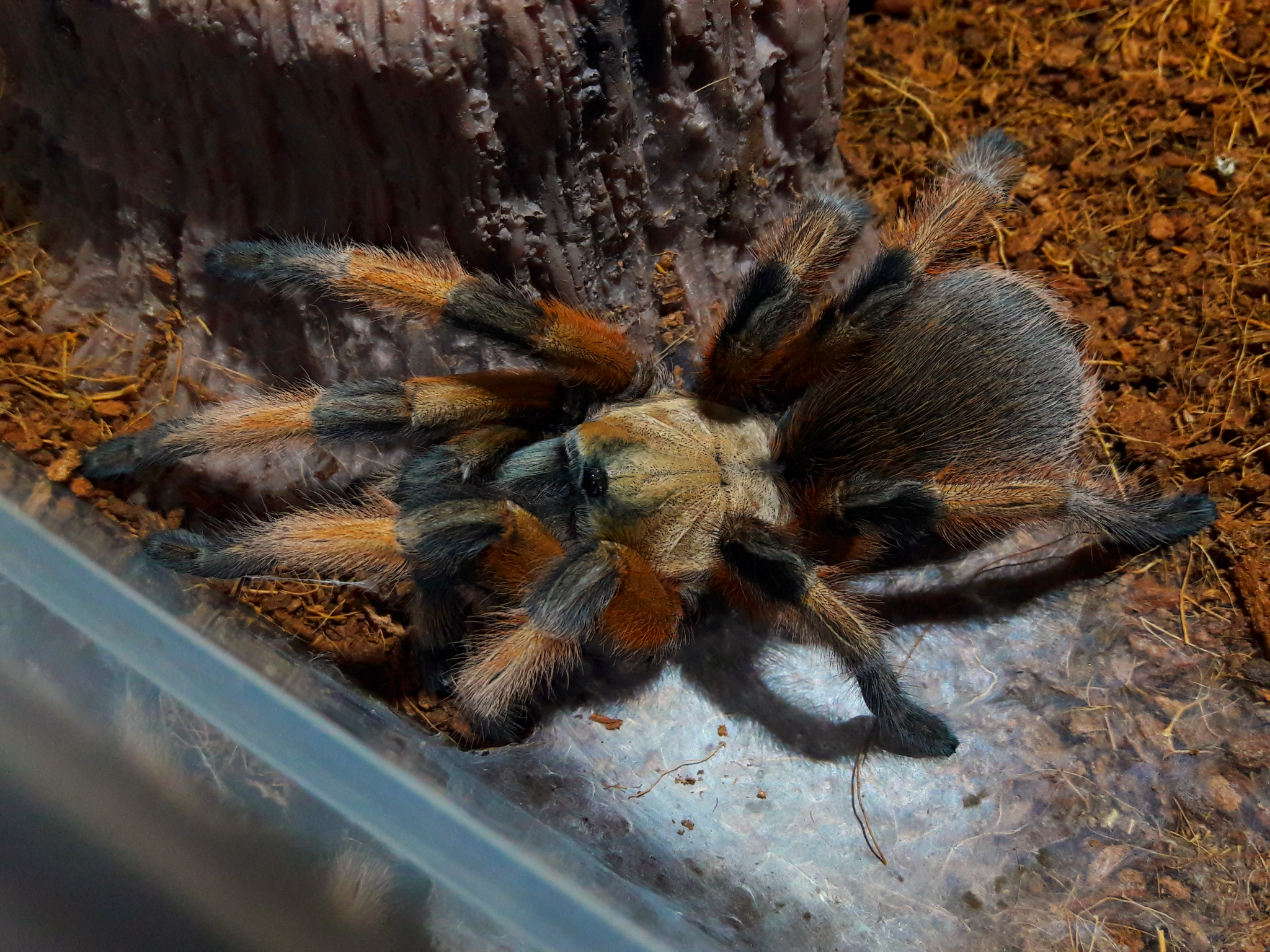 Aphonopelma moderatum