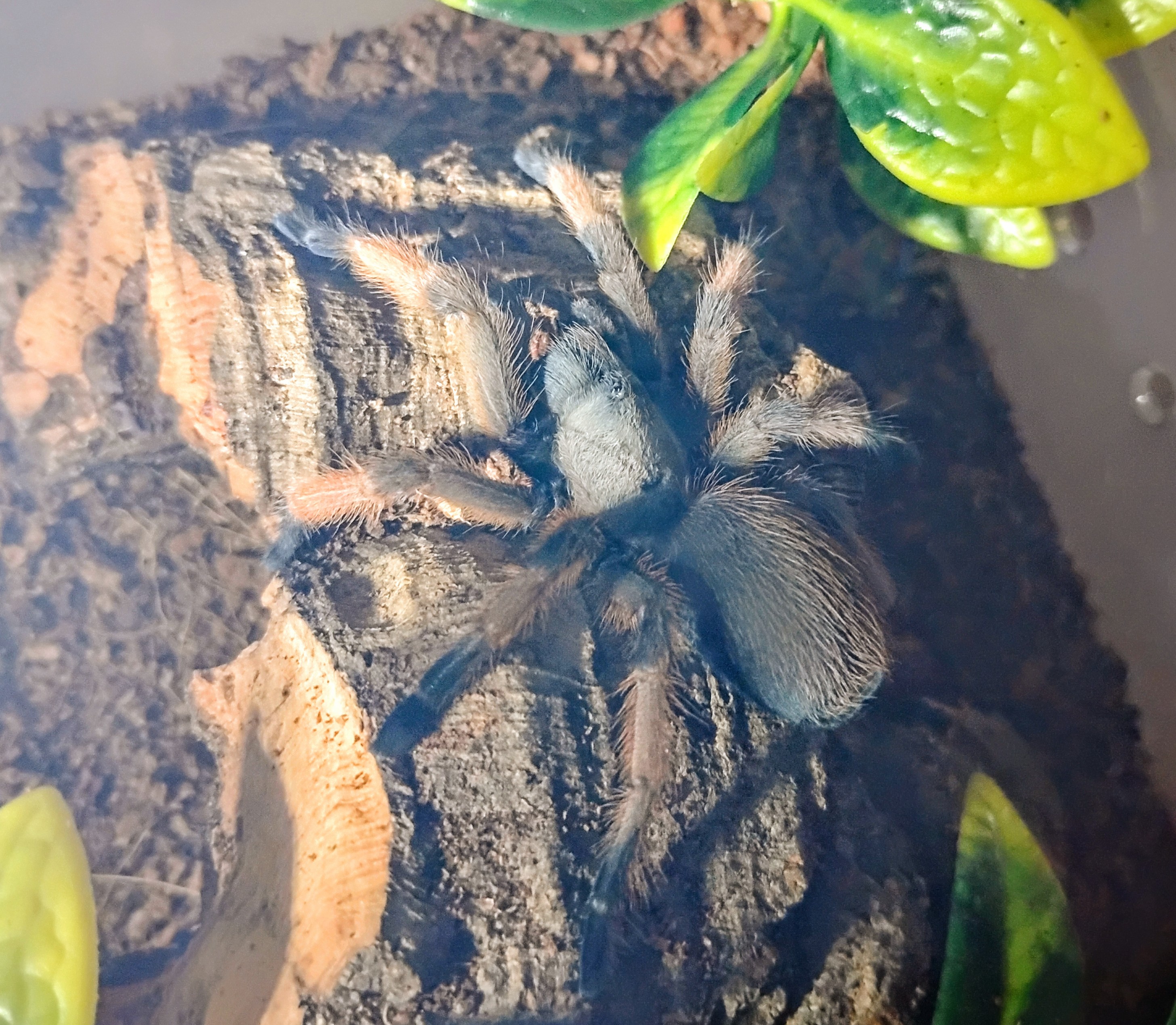 Aphonopelma moderatum