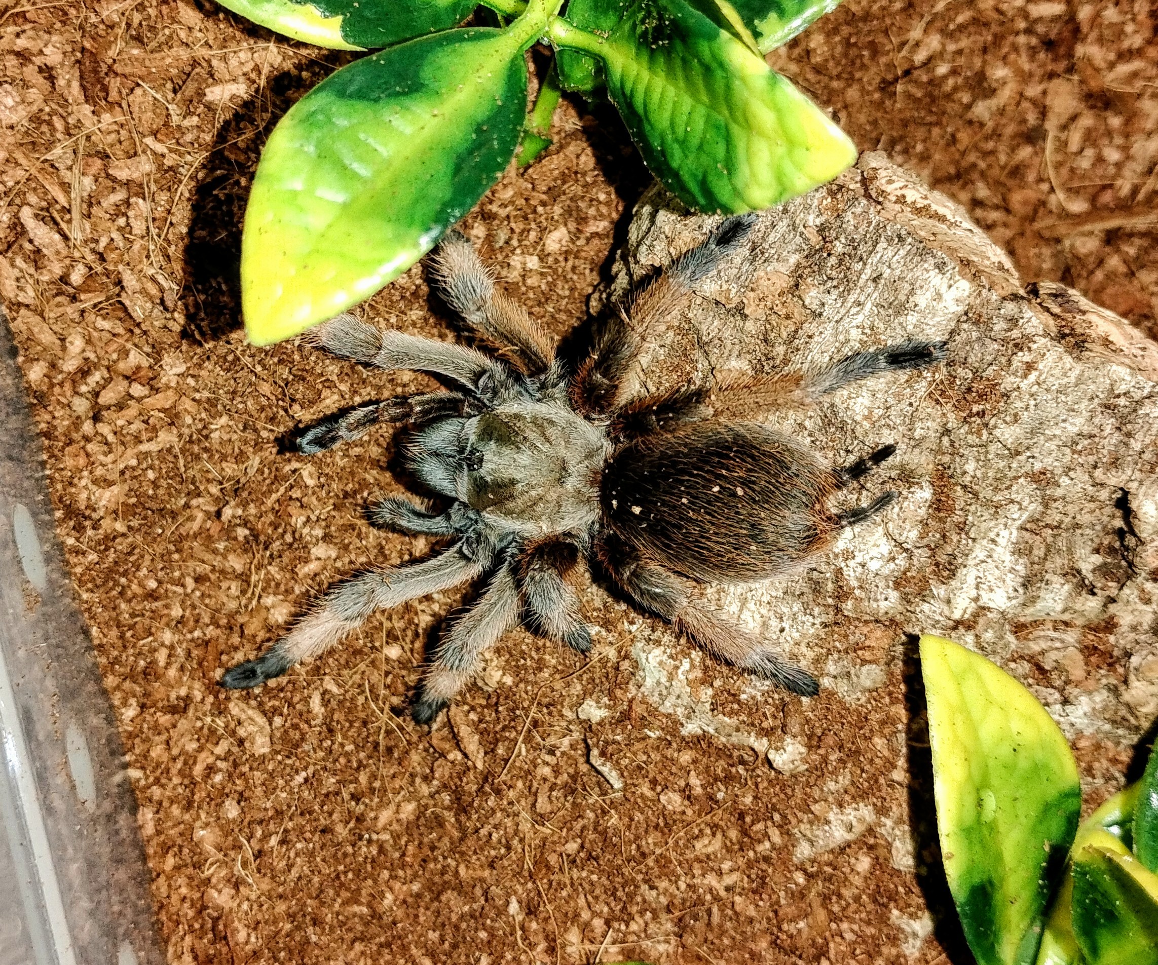Aphonopelma moderatum