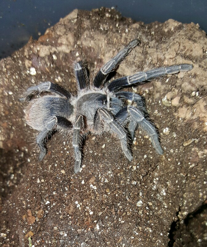 Aphonopelma seemanni - Blue #1