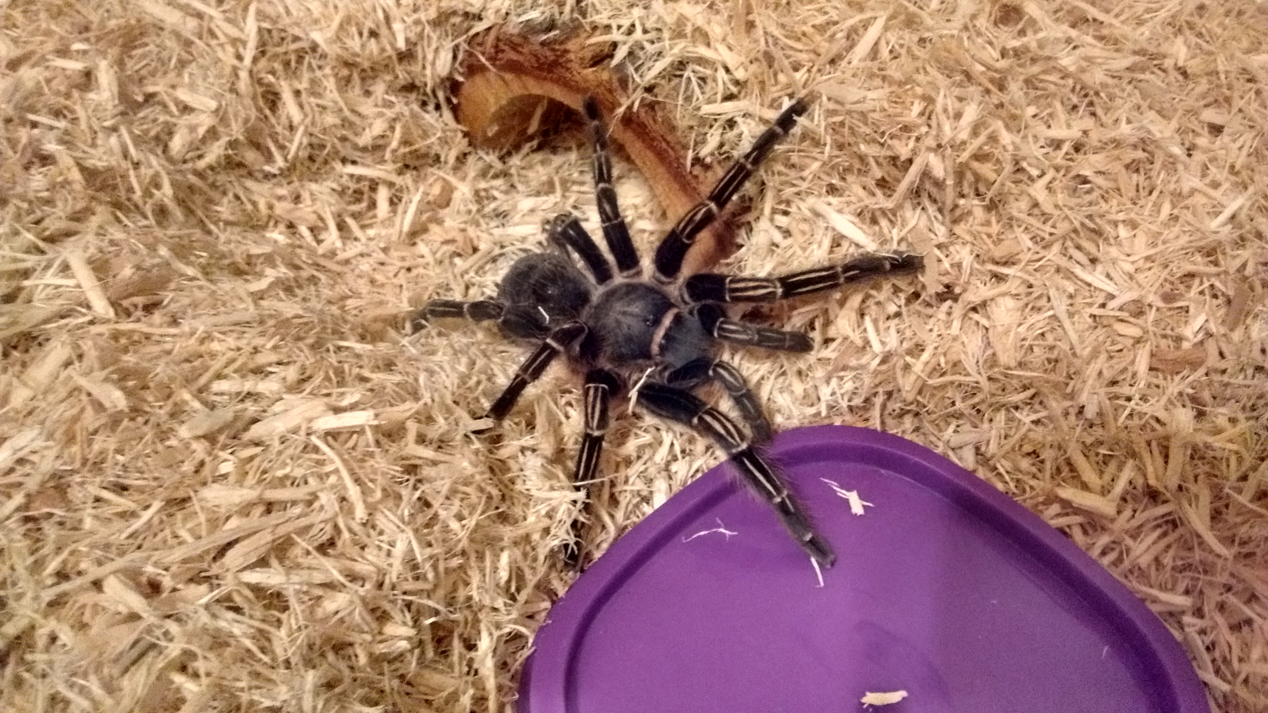 (Aphonopelma seemanni)Costa-Rican Zebra Tarantula