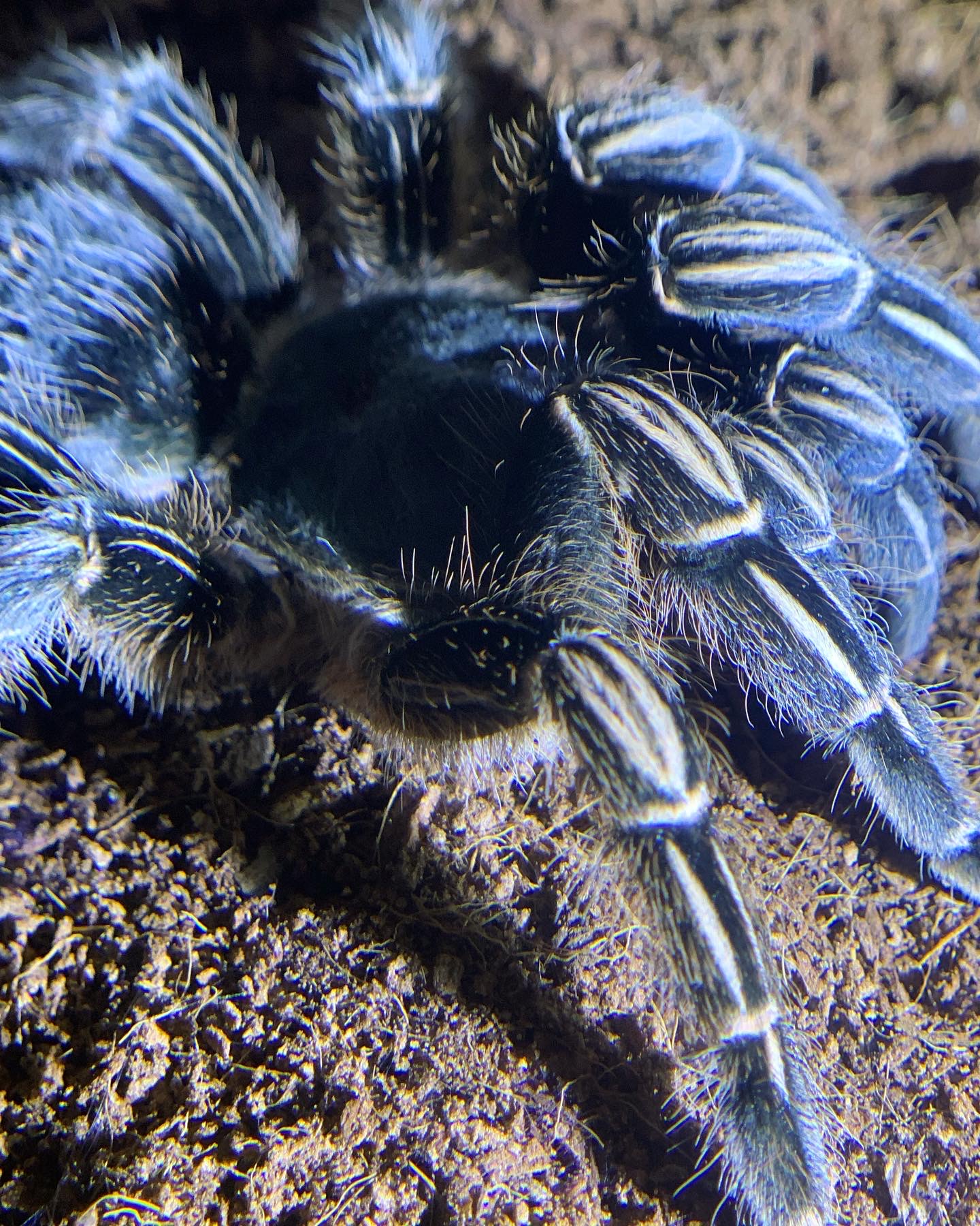 Aphonopelma seemanni