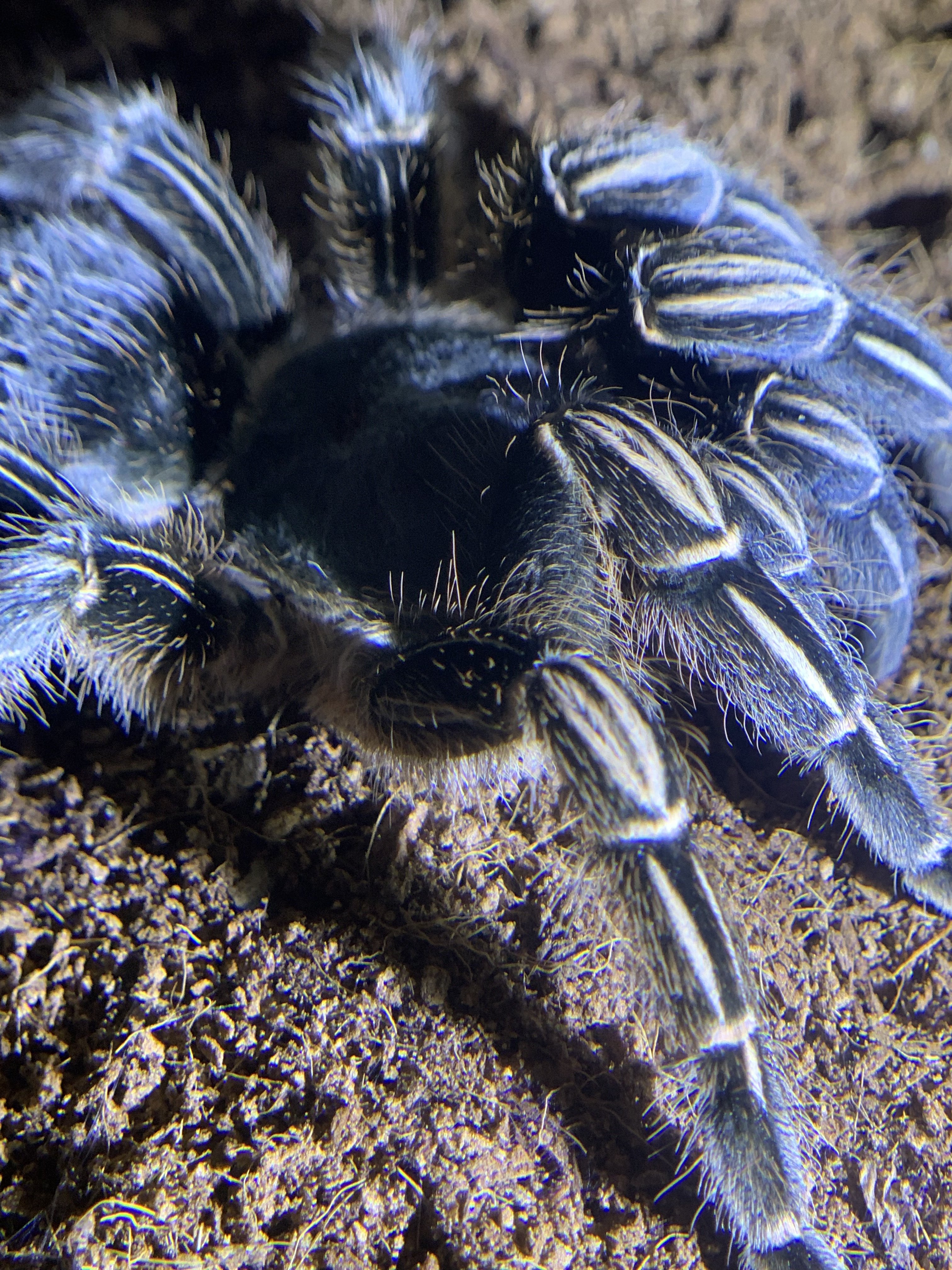 Aphonopelma seemanni