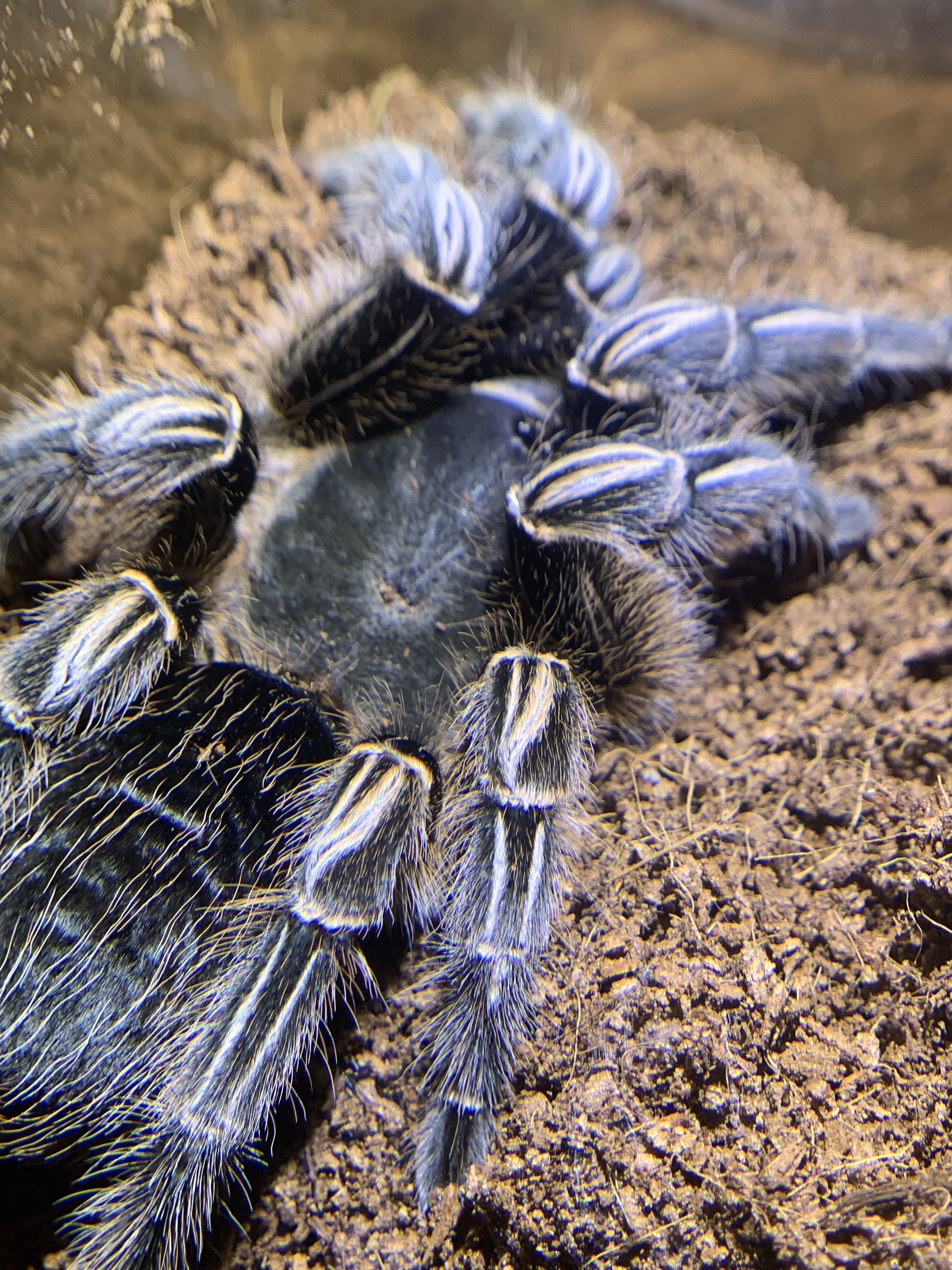 Aphonopelma seemanni