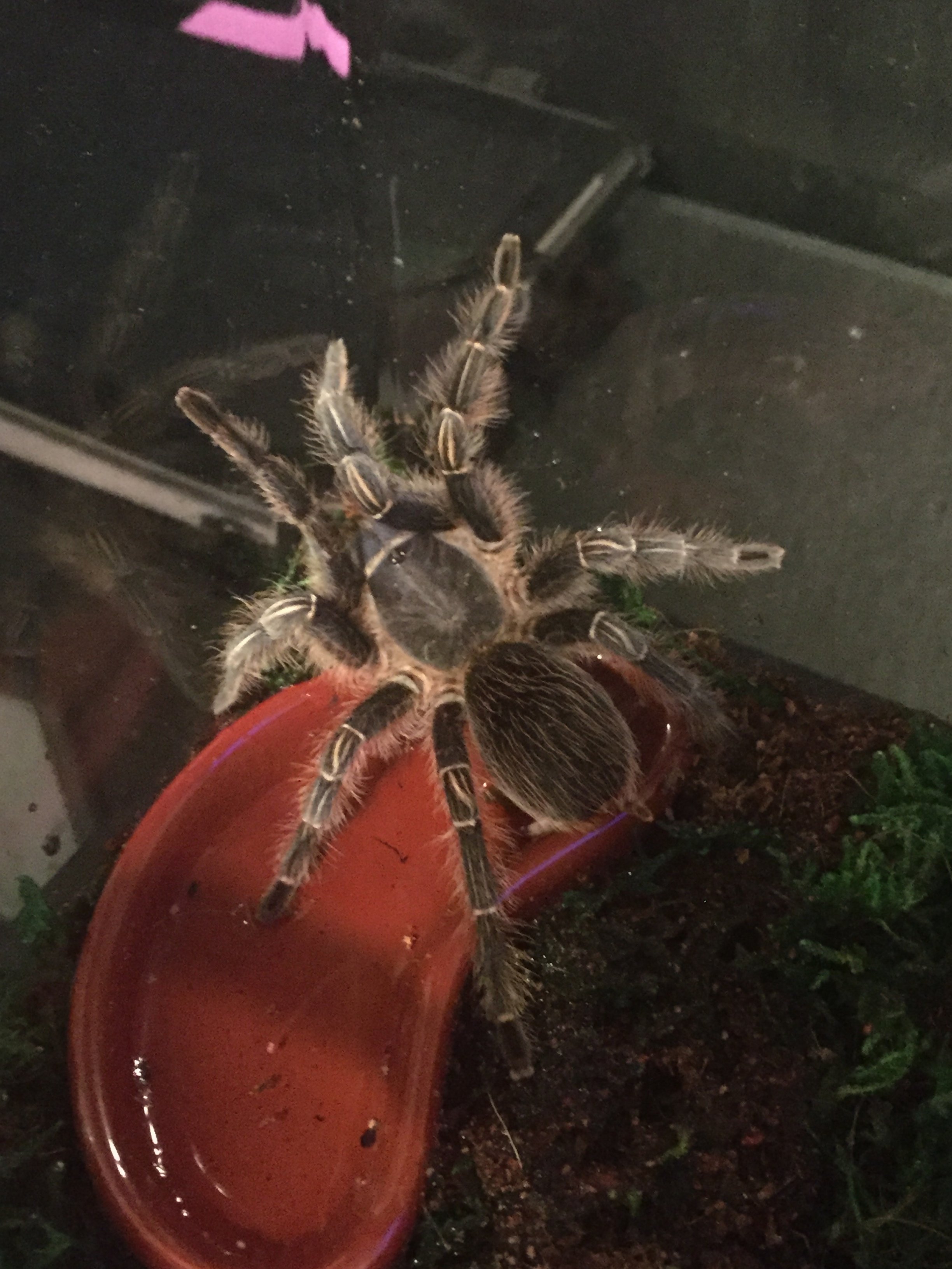 Aphonopelma seemanni