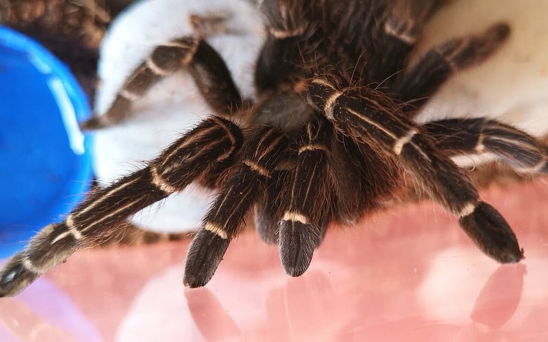 Aphonopelma seemanni