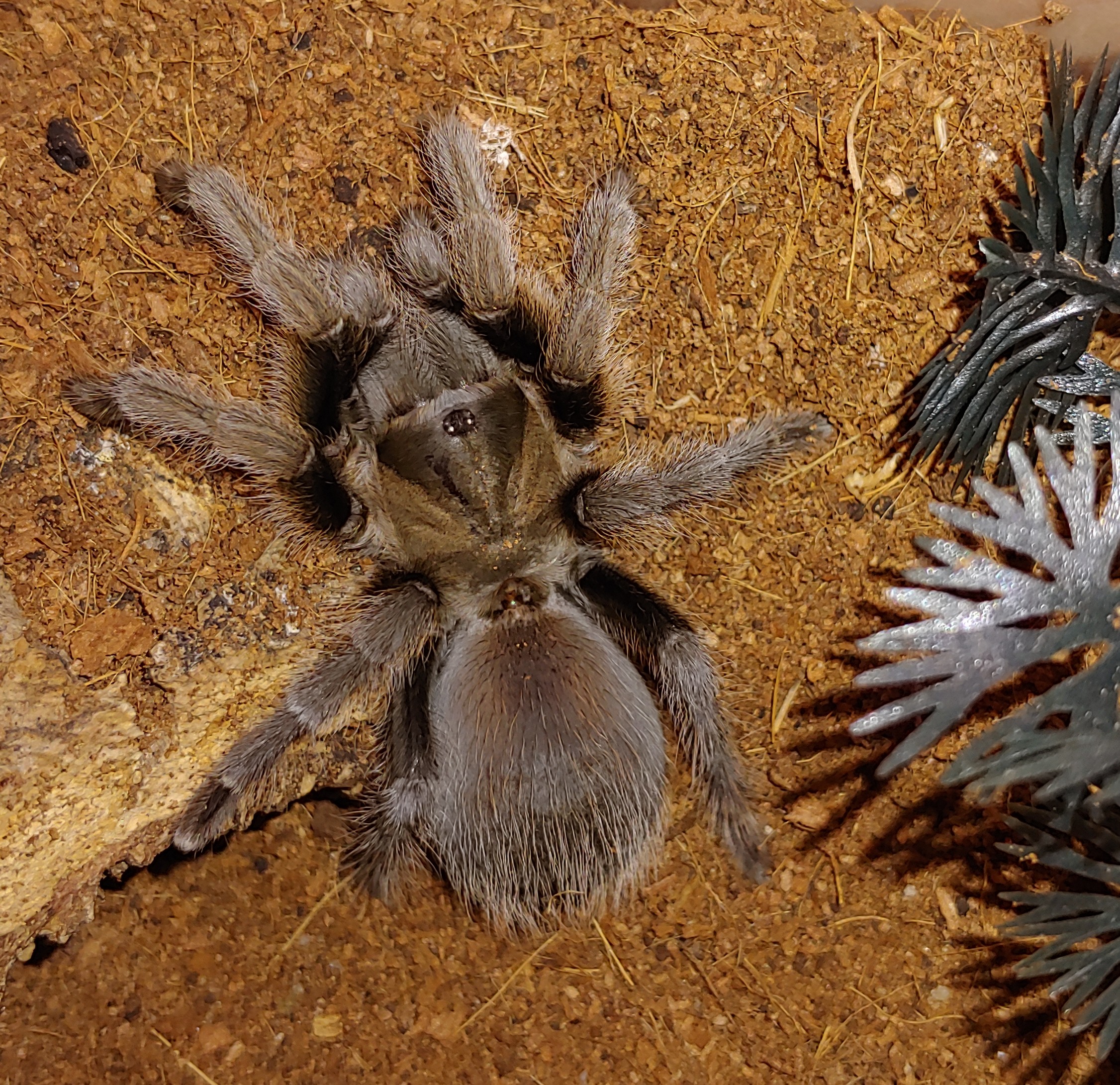 Aphonopelma Something??? | Tarantula Forum